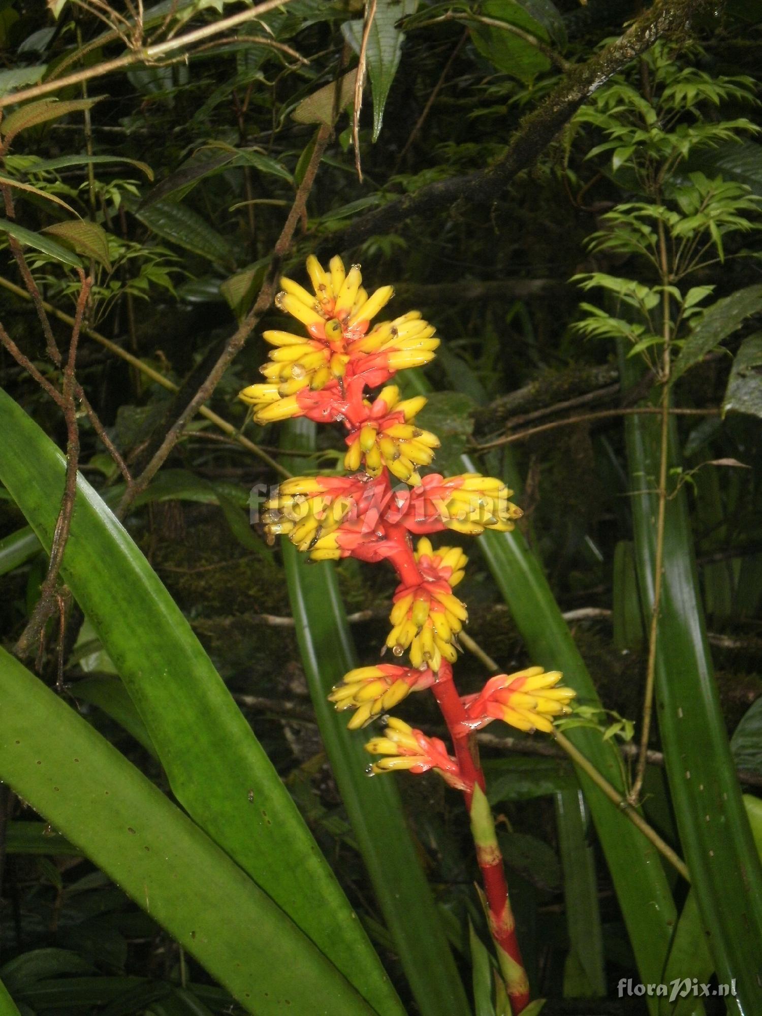 Guzmania weberbaueri