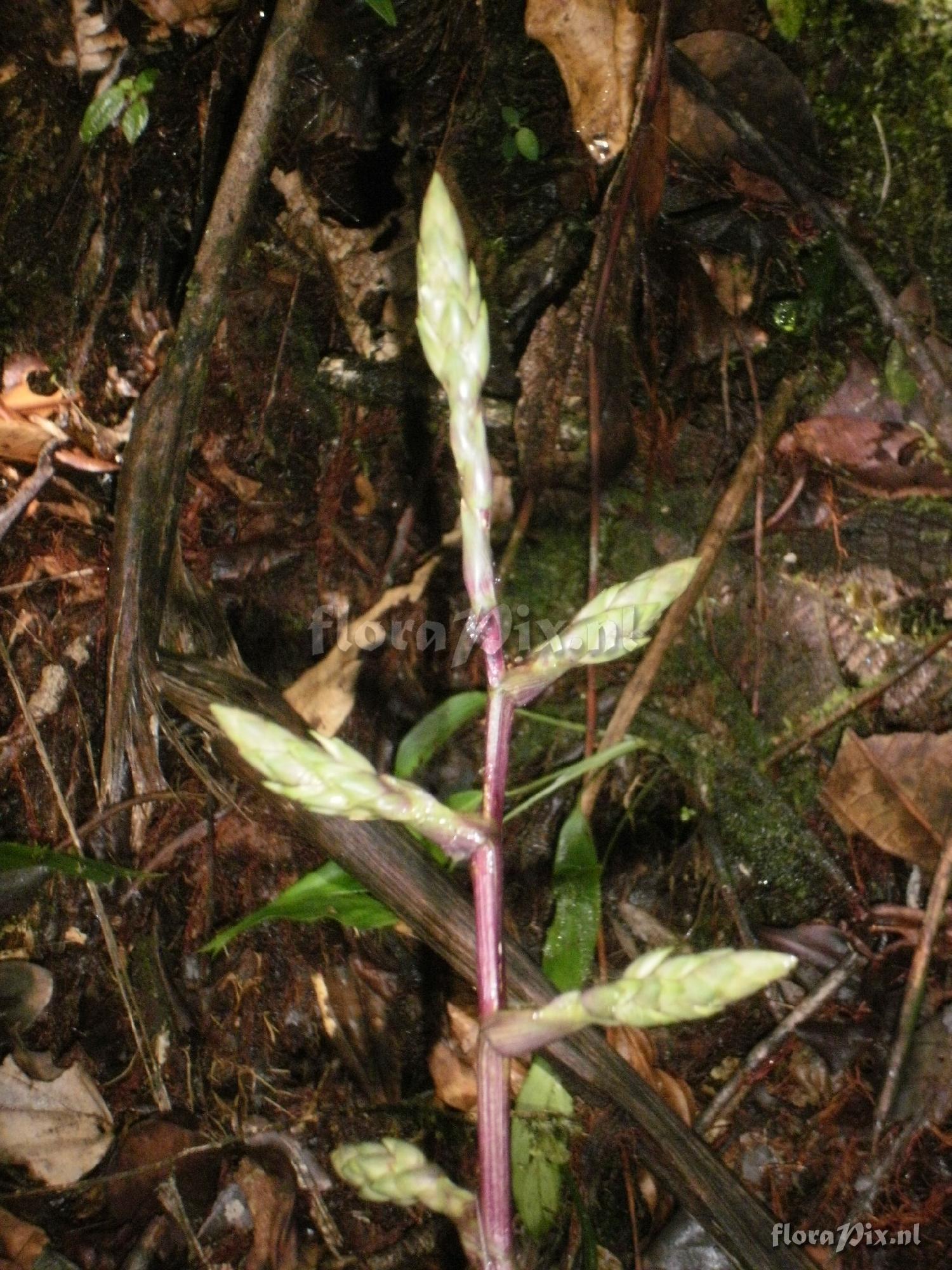 Guzmania asplundii