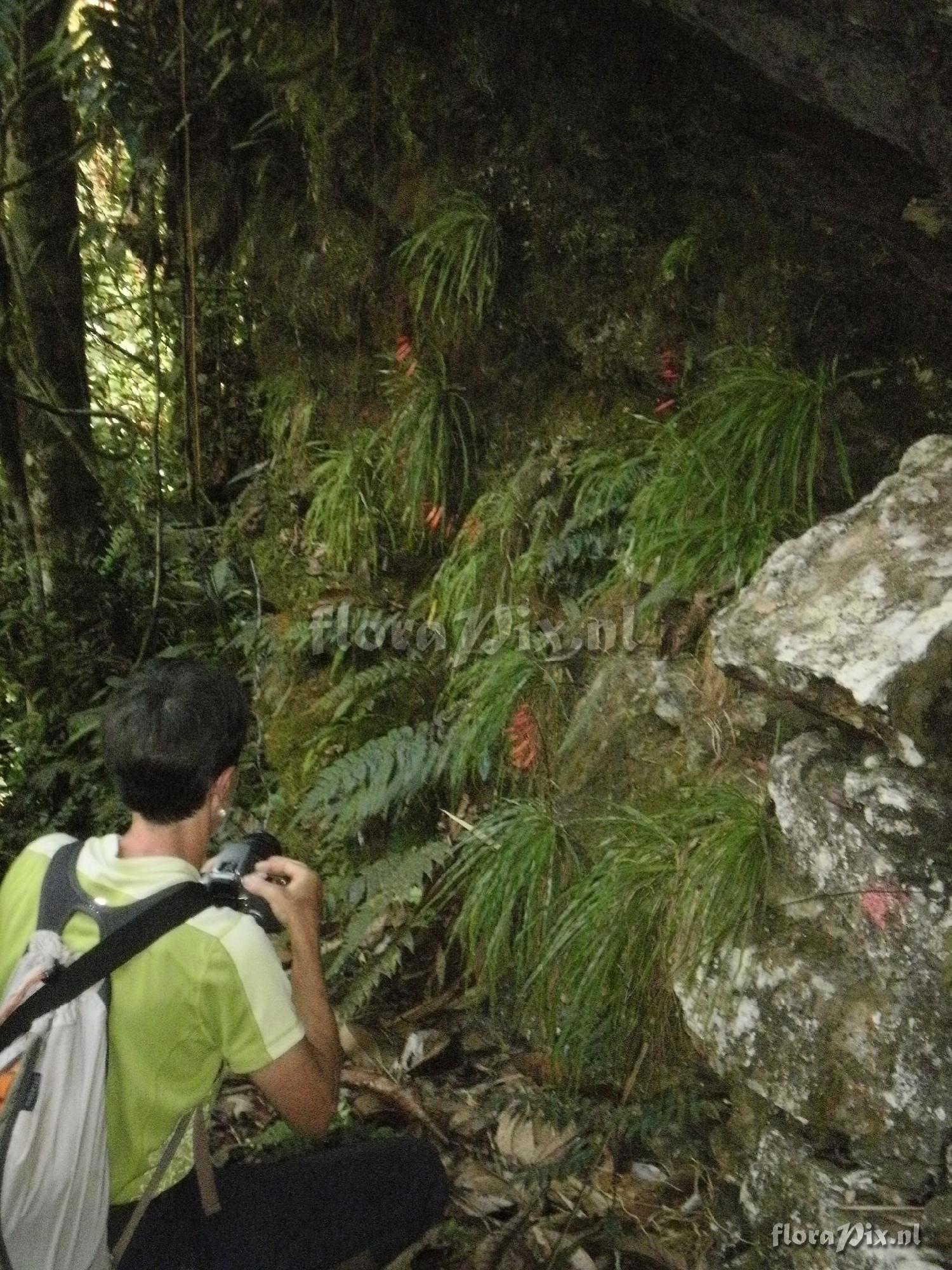 Pitcairnia condorensis