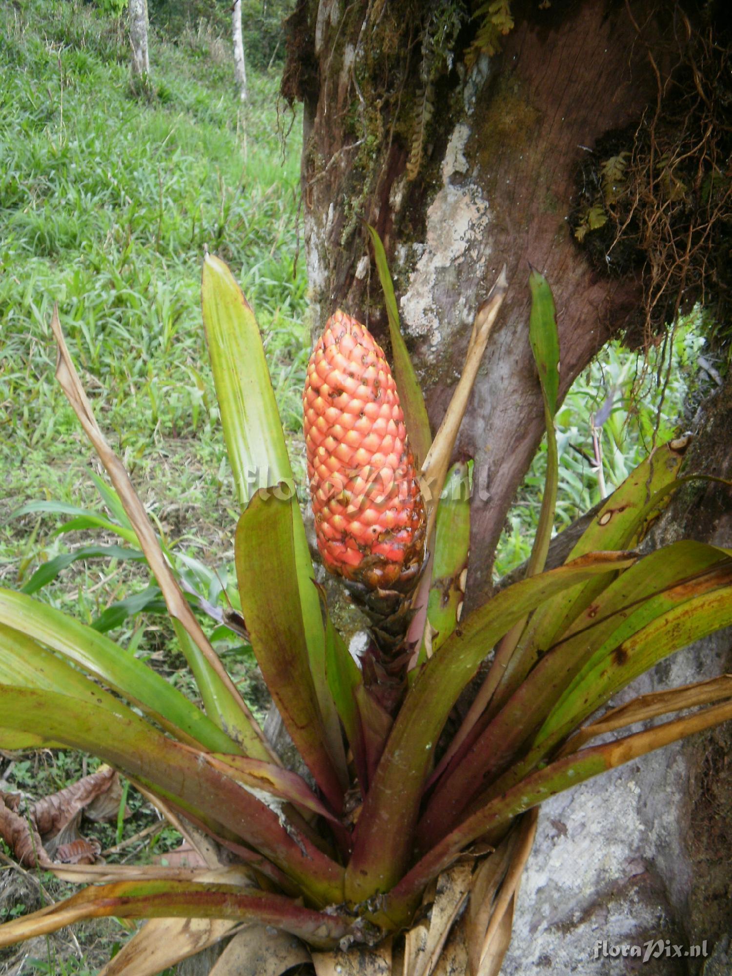 Guzmania bipartita