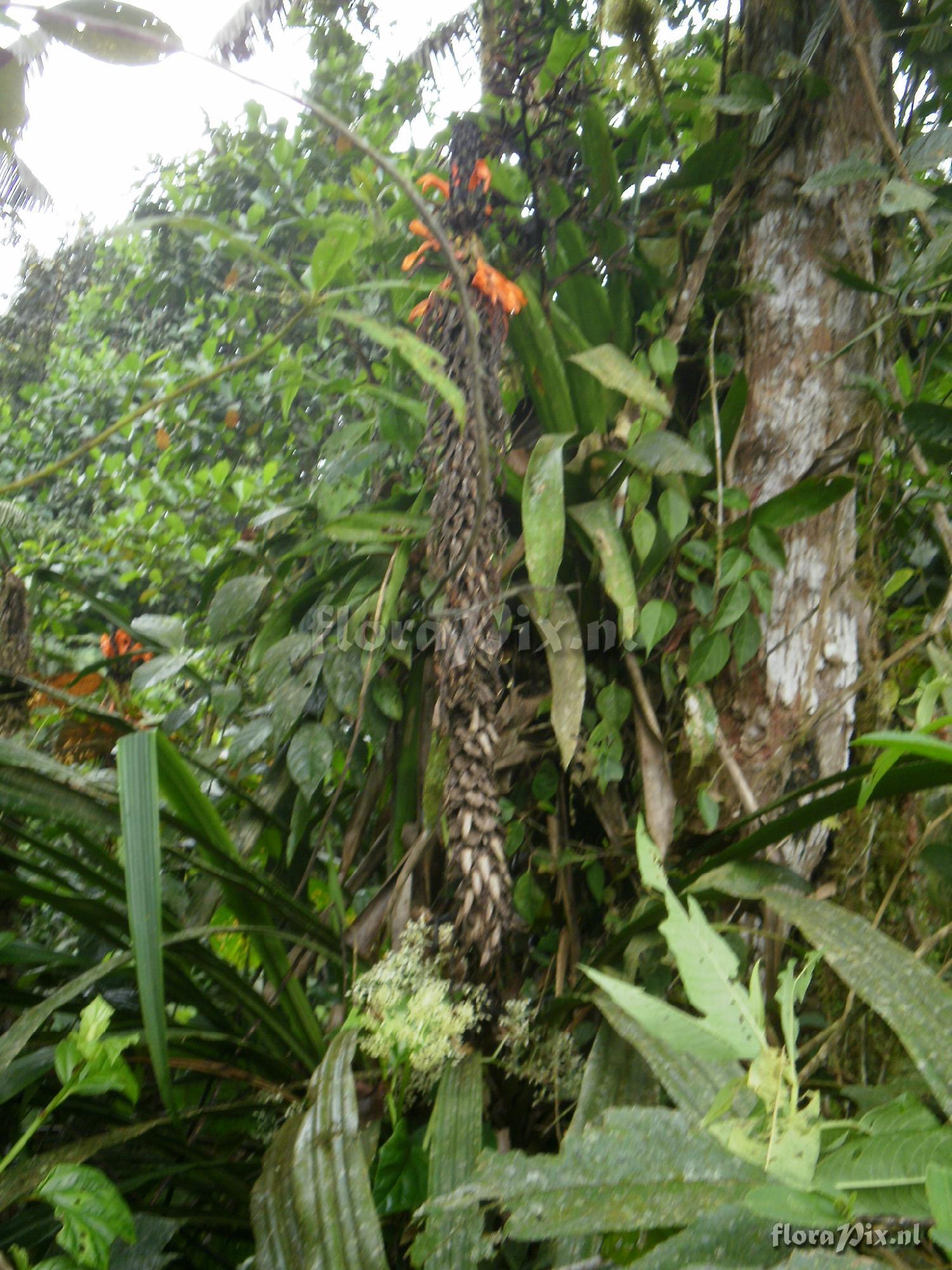 Pitcairnia barrigae