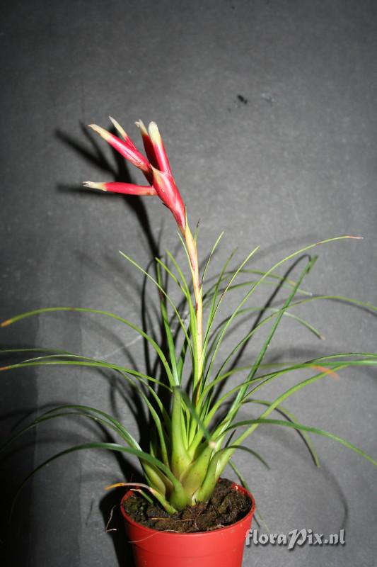 Vriesea correia-araujoi