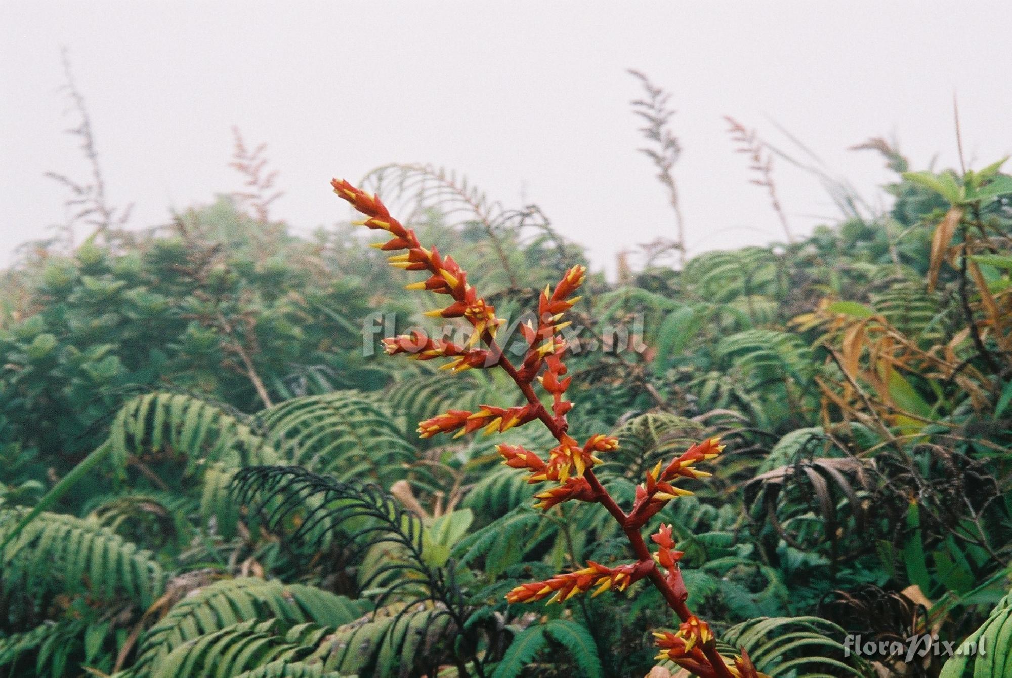 Guzmania plumieri