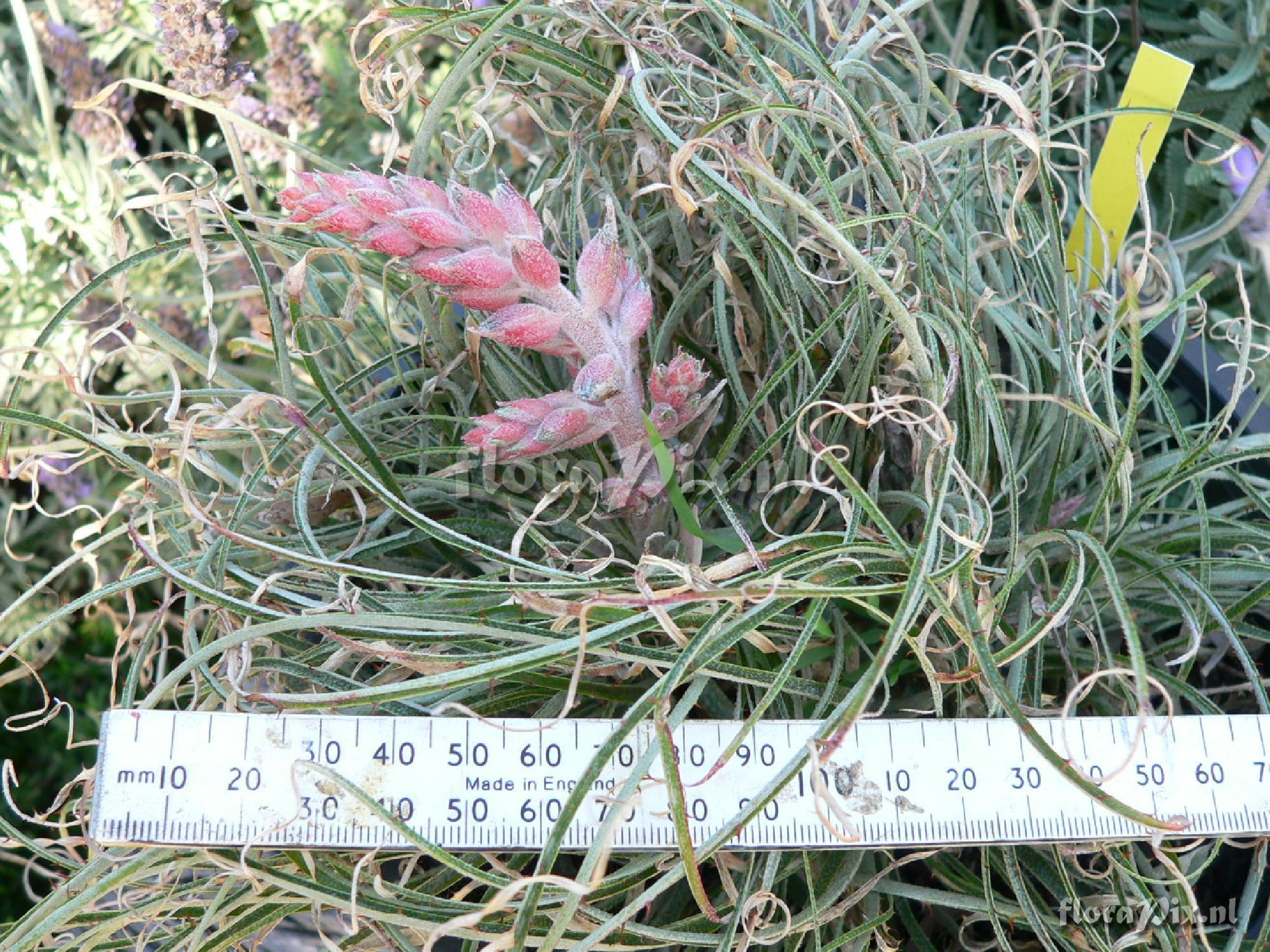 Puya tuberosa