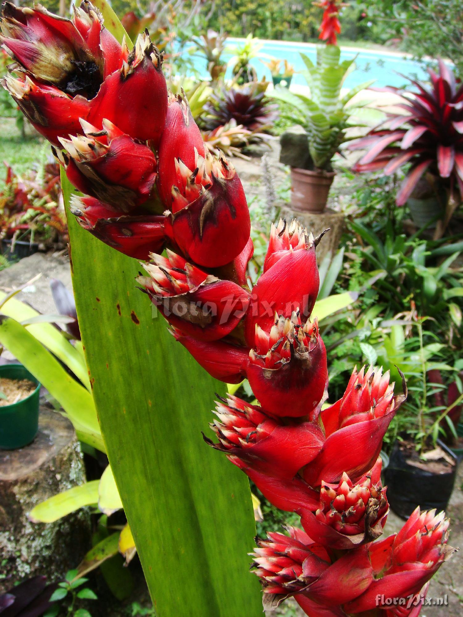 Mezobromelia capituligera