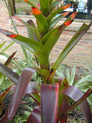 GUZMANIA gloriosa