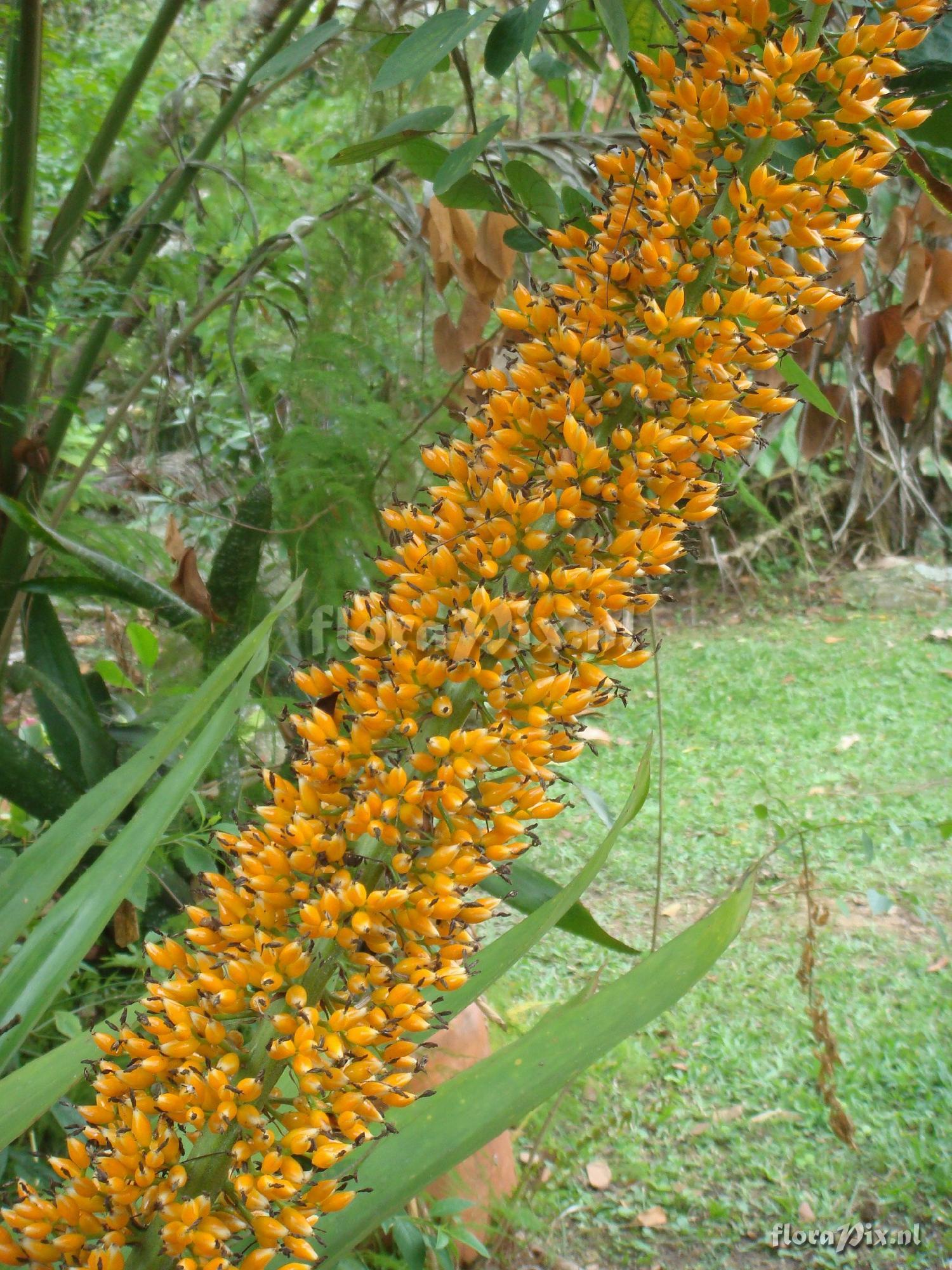 Aechmea latifolia