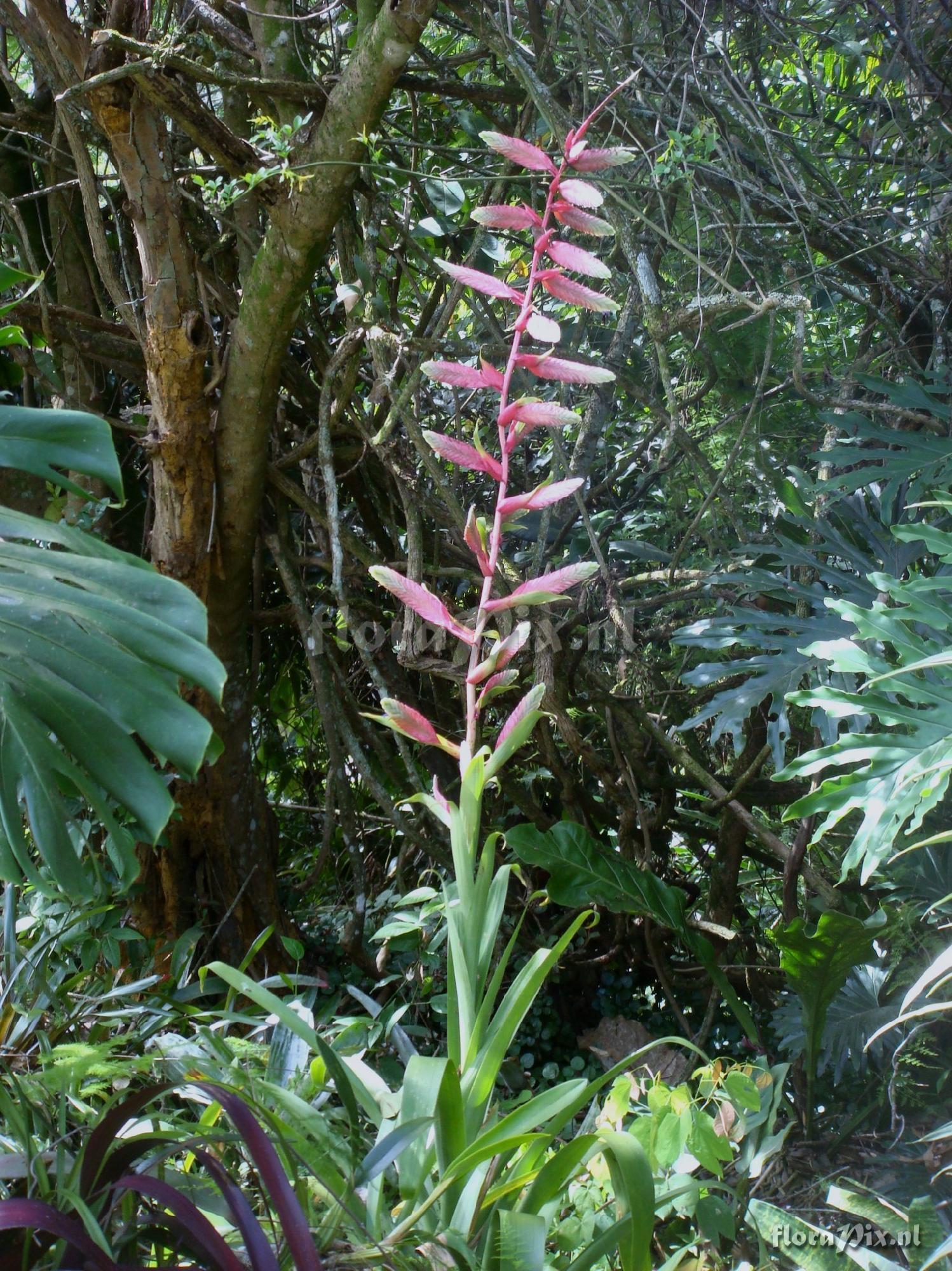 TILLANDSIA fendleri