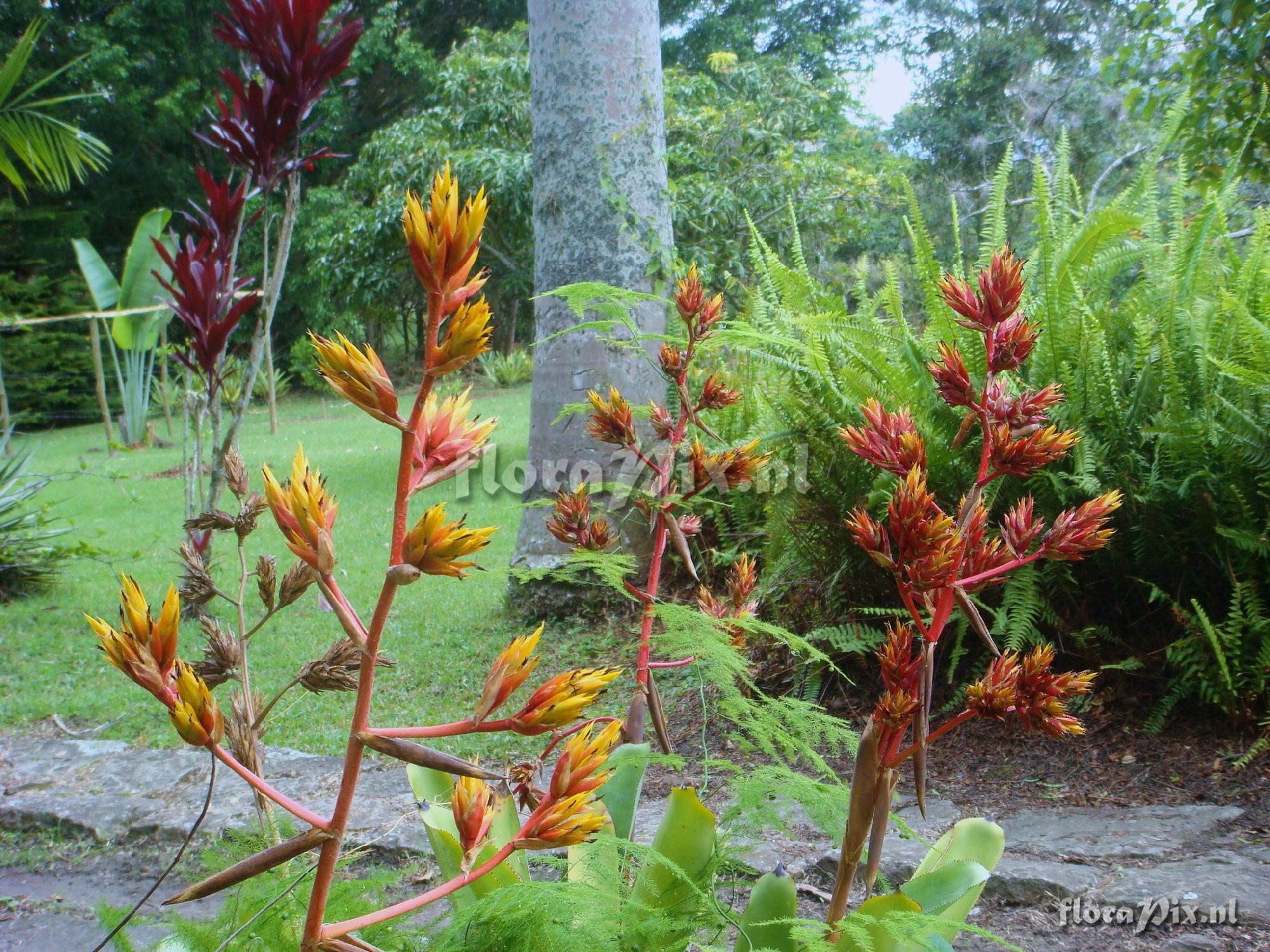 Aechmea rubens