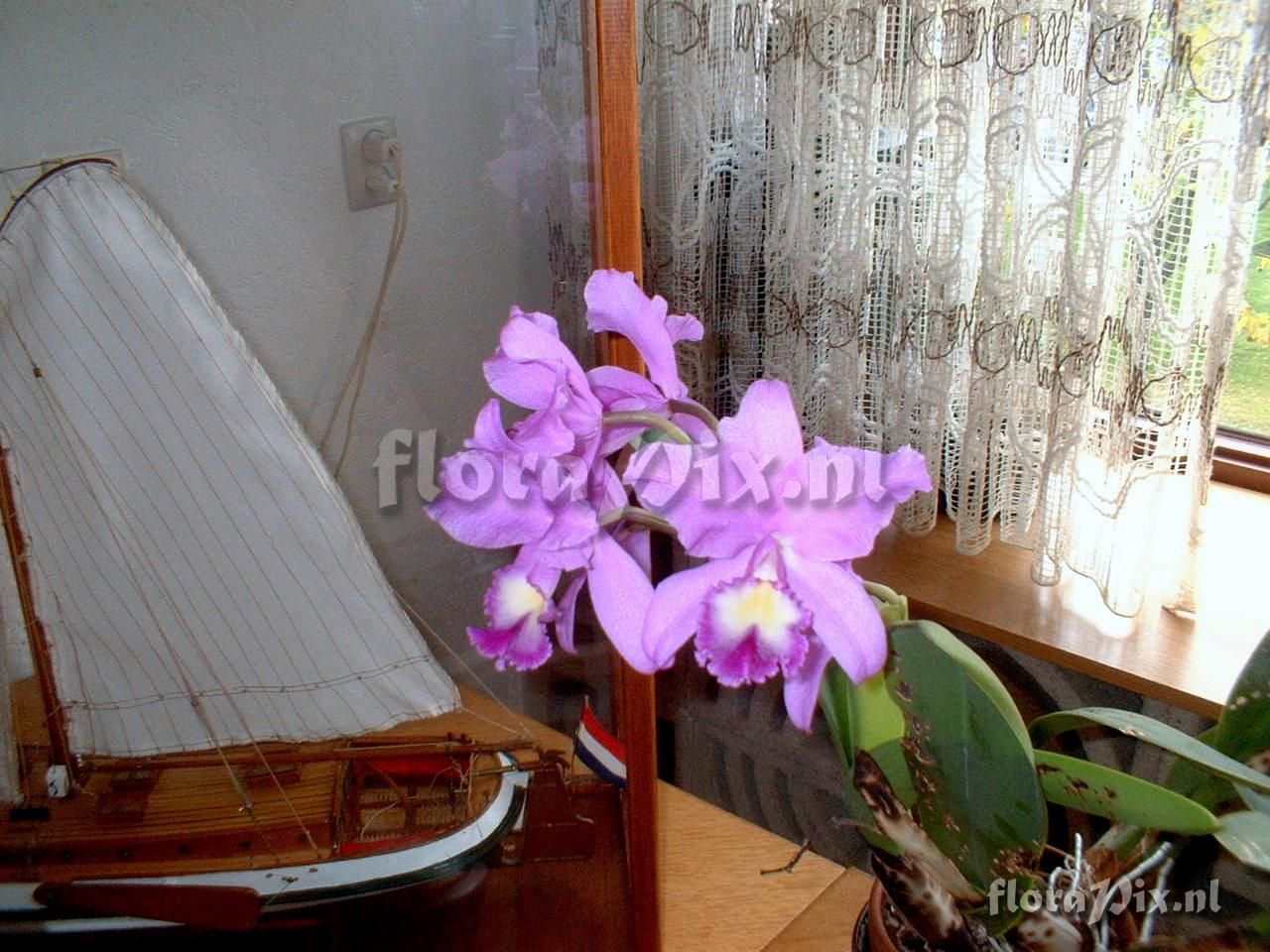 Cattleya loddigesii