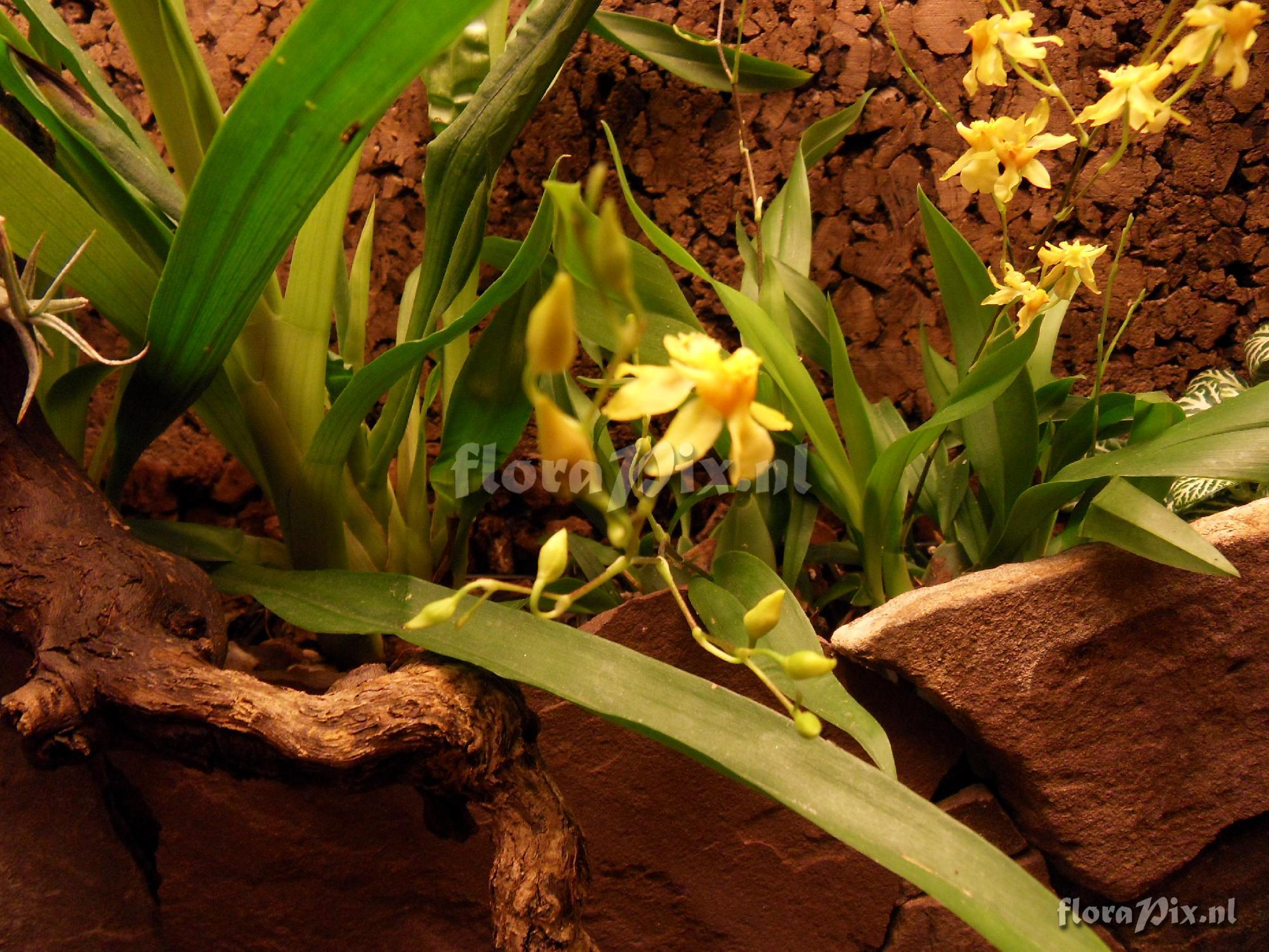 Cultivar Oncidium Twinkle 