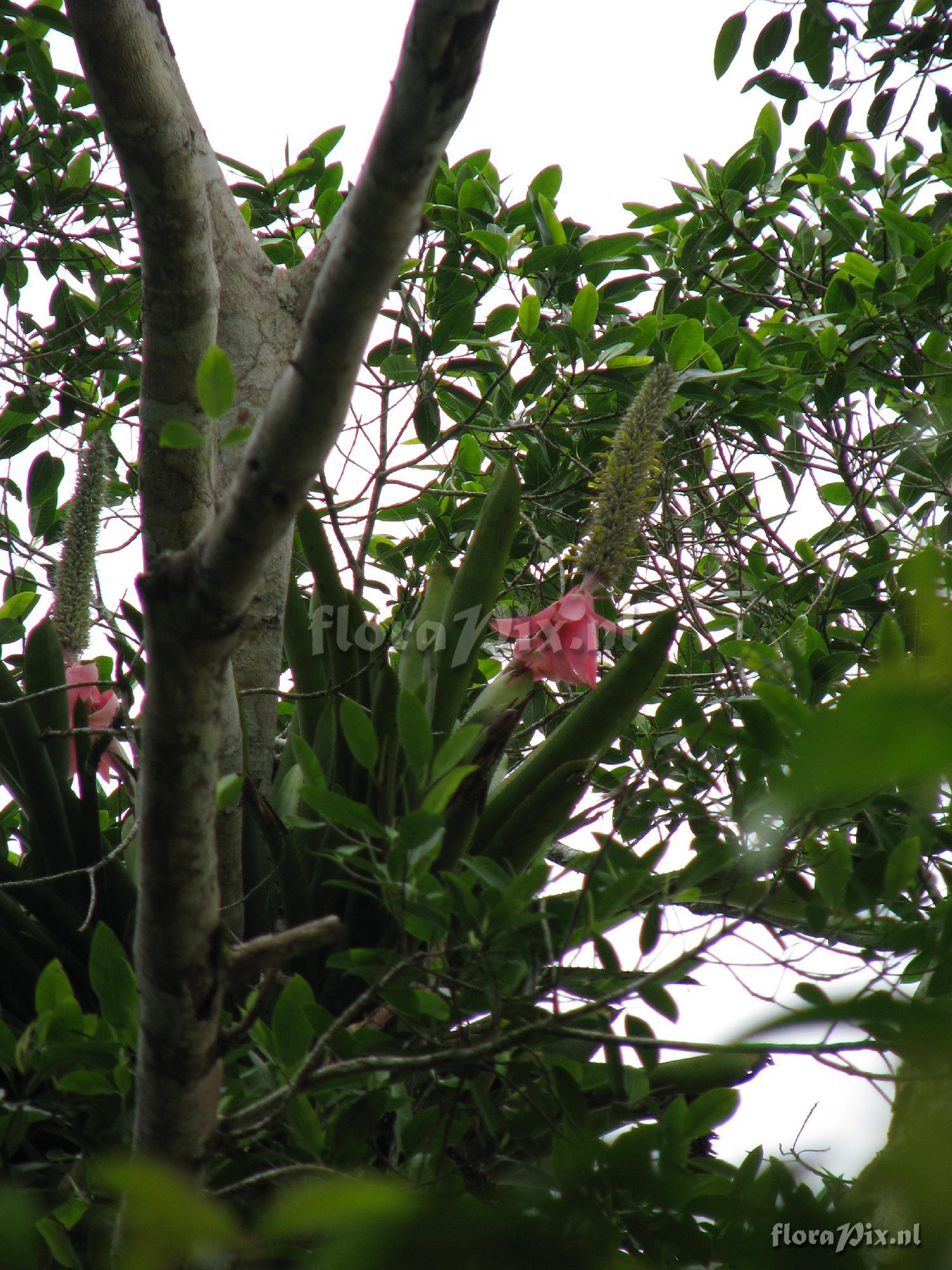 Aechmea longicupsis