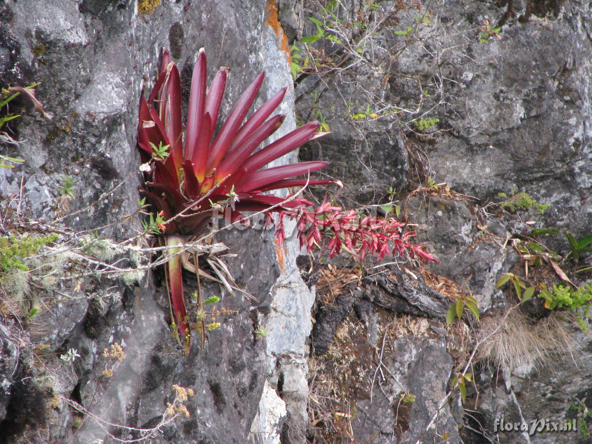 Tillandsia machupicchuensis 