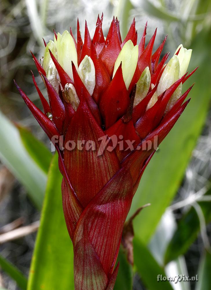 Guzmania besseae Luther