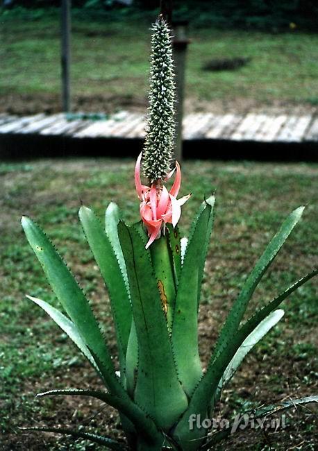 Aechmea longicupsis