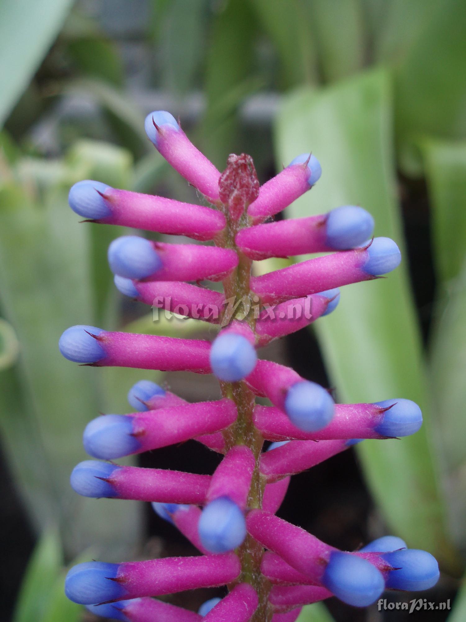 aechmea gamosepala