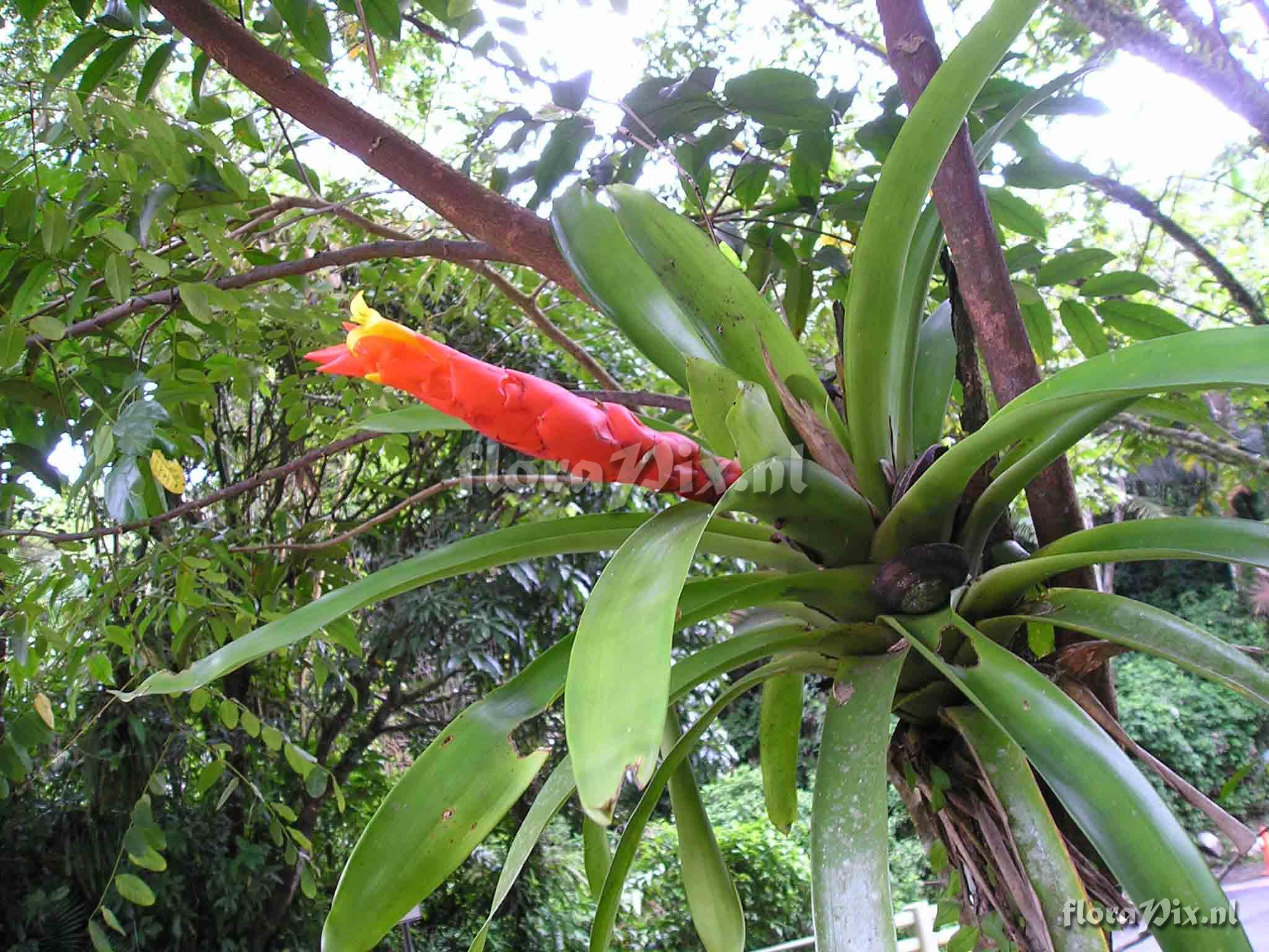 Guzmania berteroniana