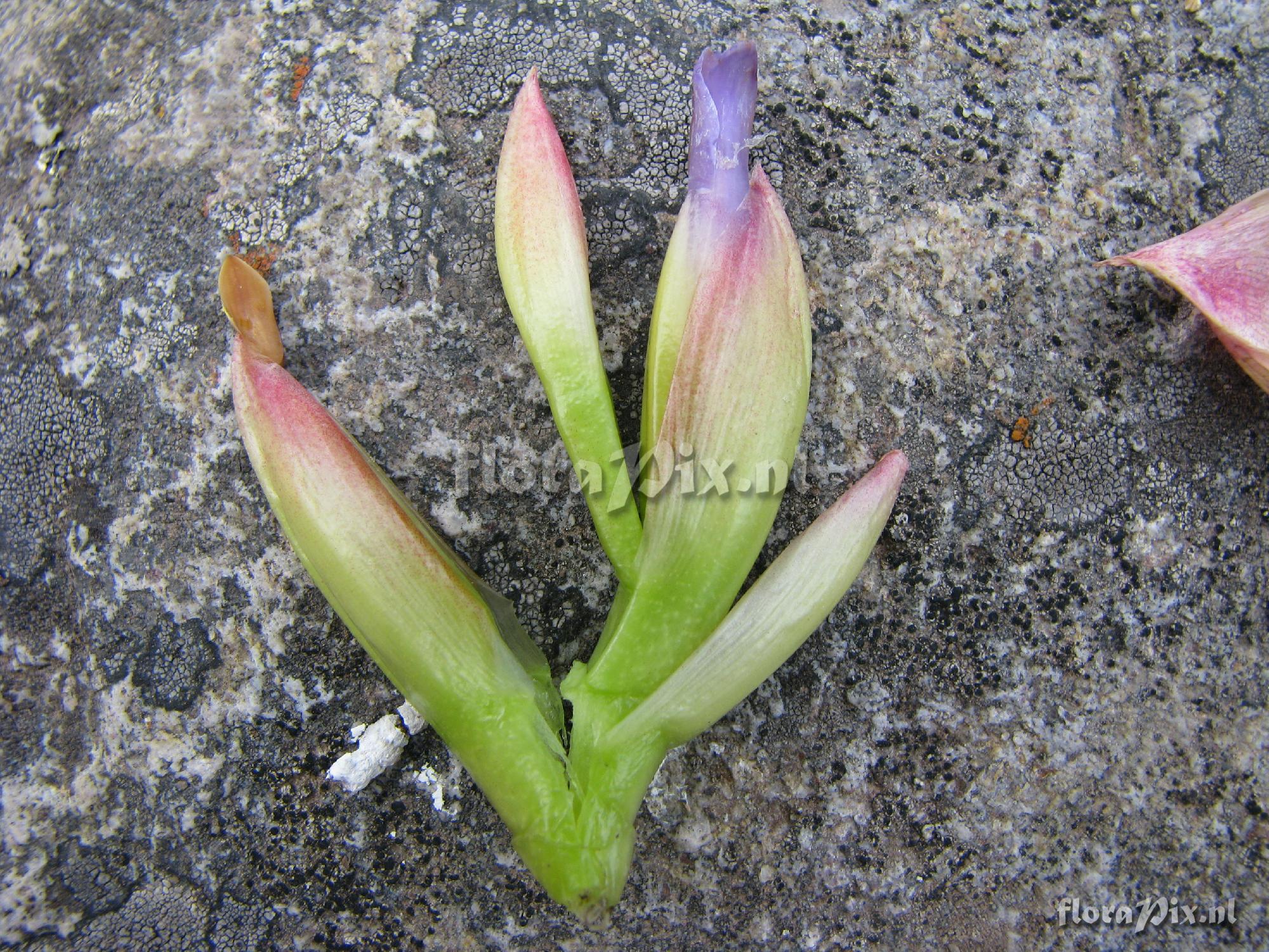 Tillandsia ionochroma