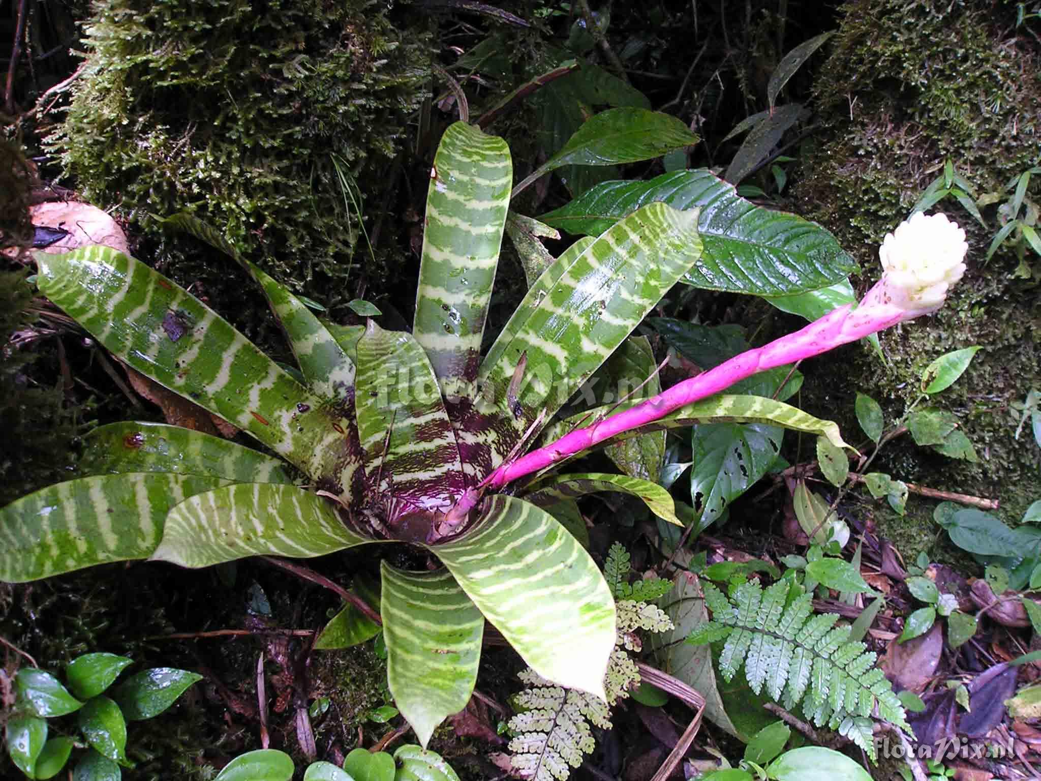 Guzmania musaica var. rosea