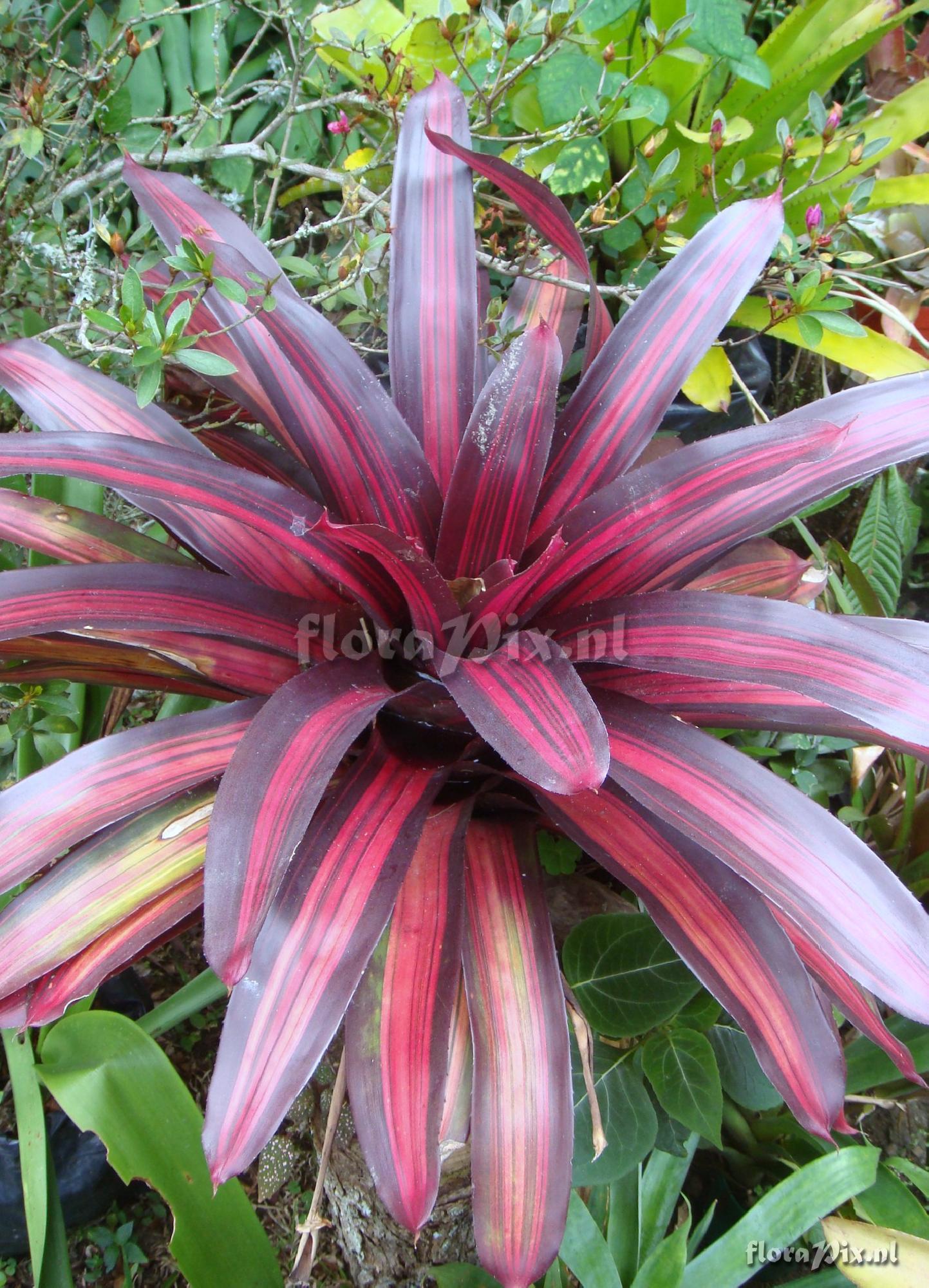 Neoregelia Foster perfection