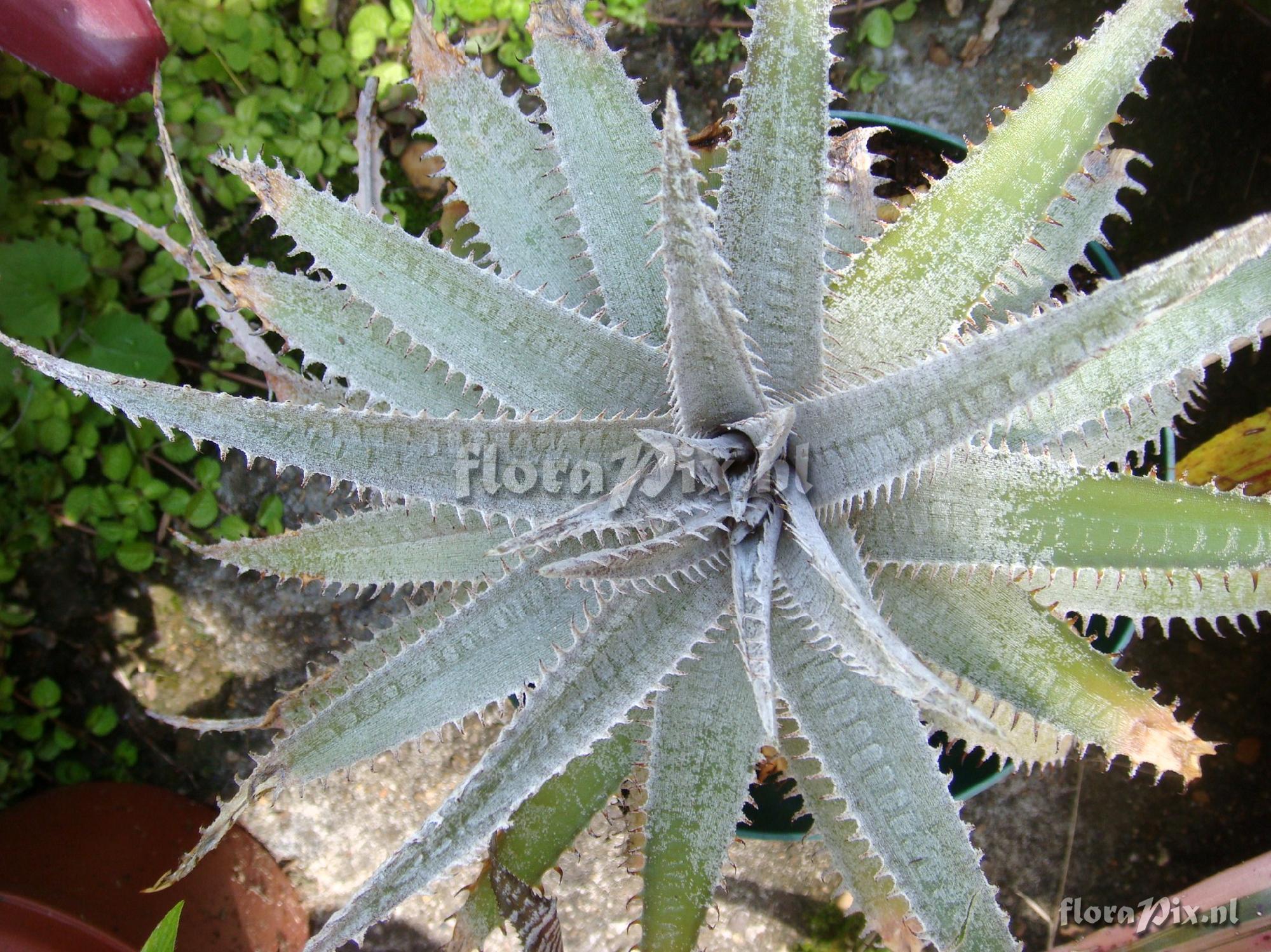 Dyckia Snowball