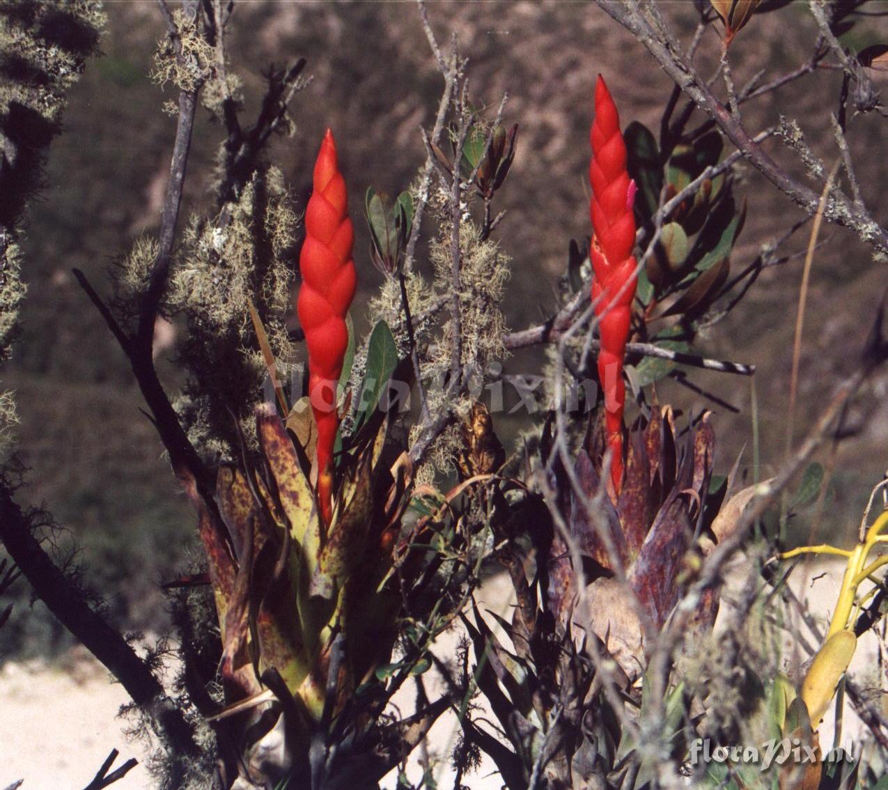 Tillandsia walteri