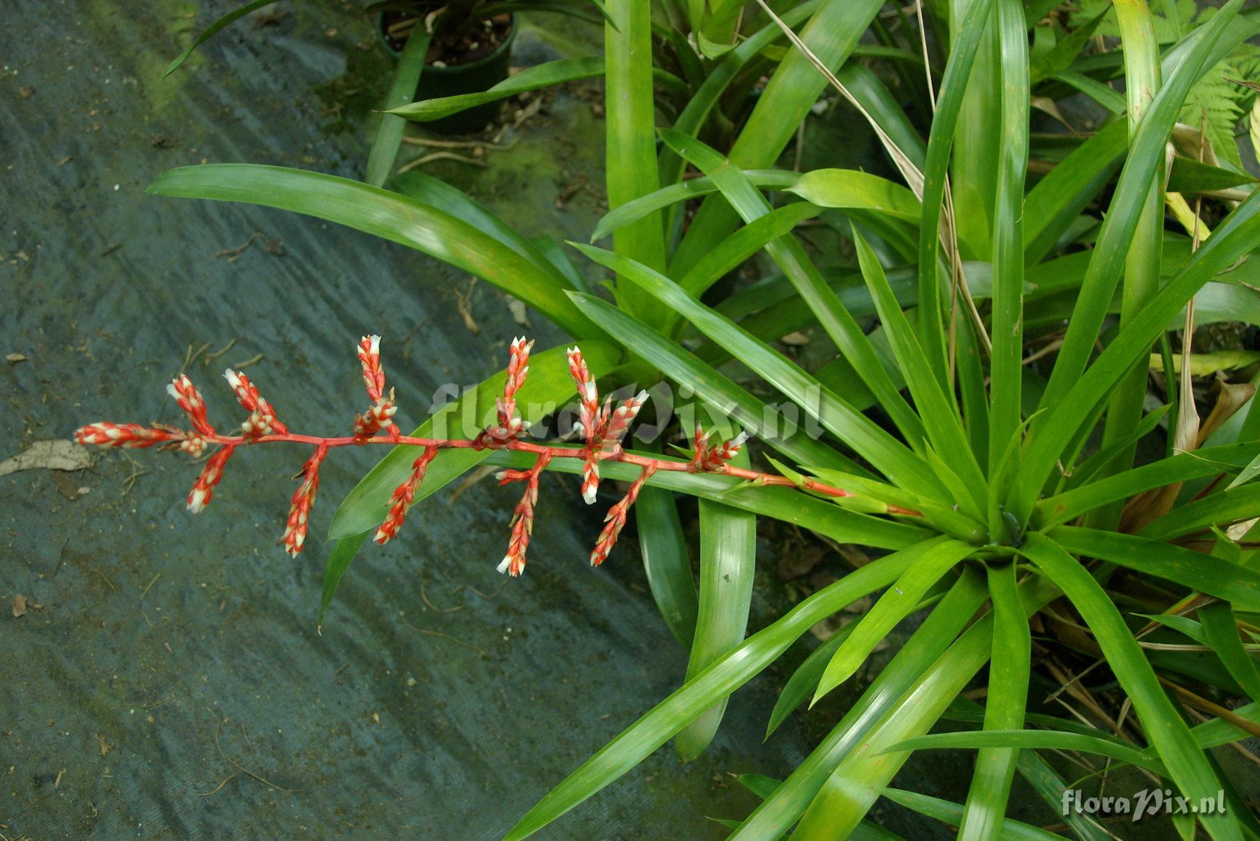 Guzmania pennellii