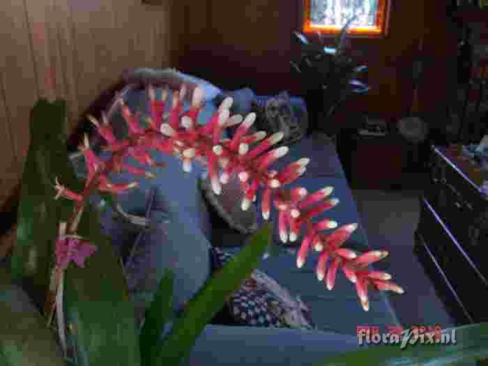 Aechmea gameosepla 