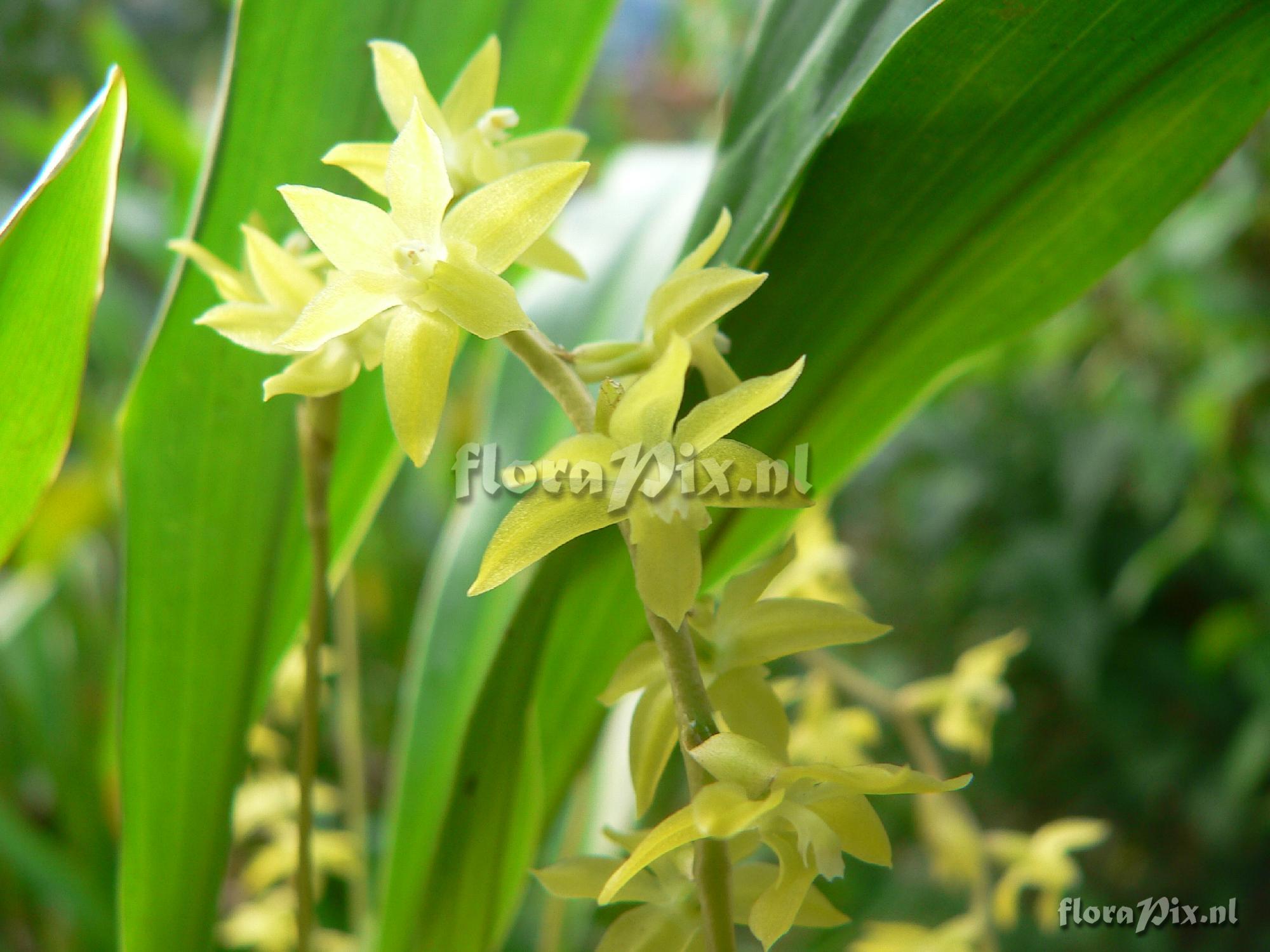 Dendrochilum abbreviatum