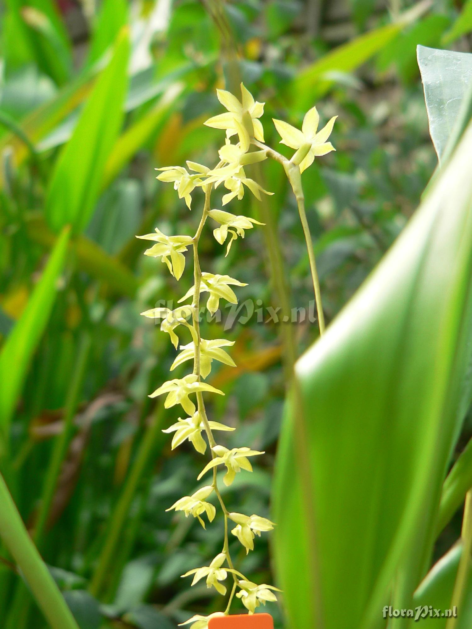 Dendrochilum abbreviatum