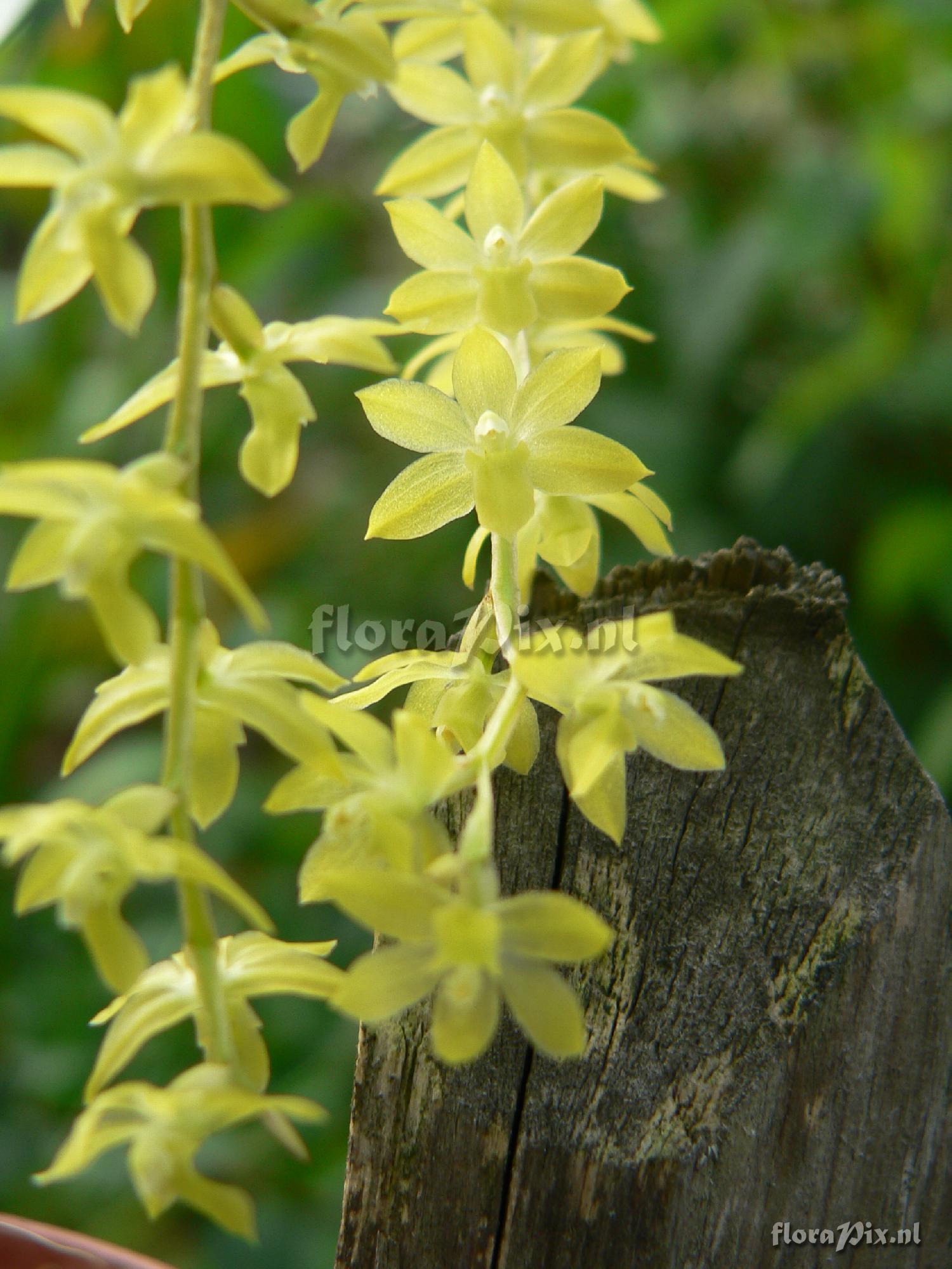 Dendrochilum abbreviatum