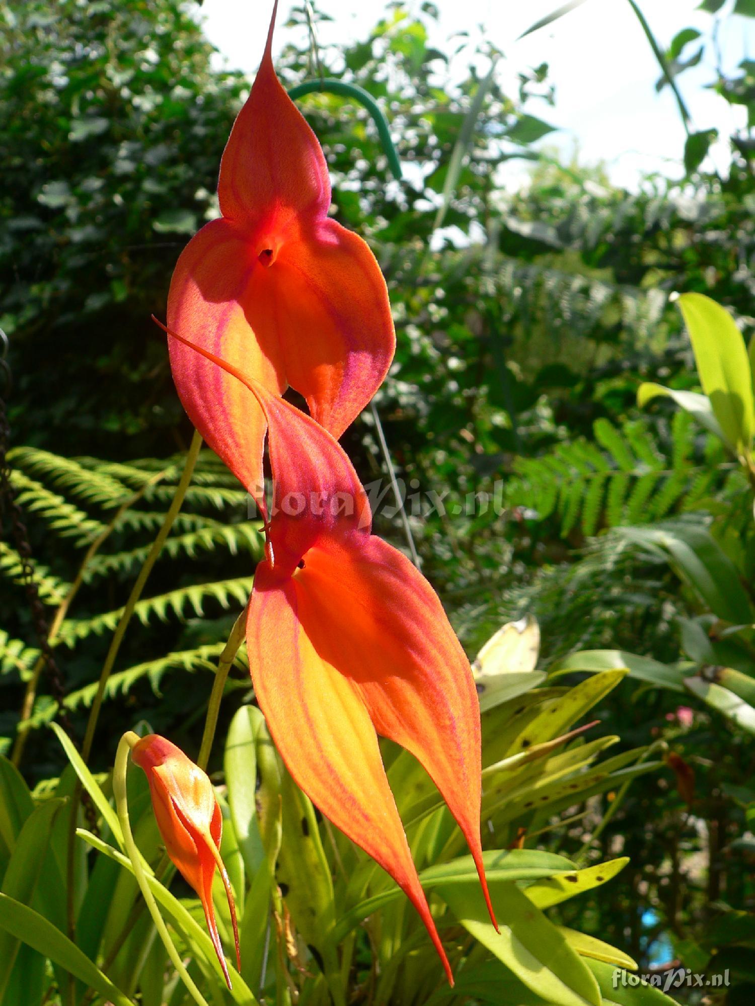 Masdevallia veitchiana