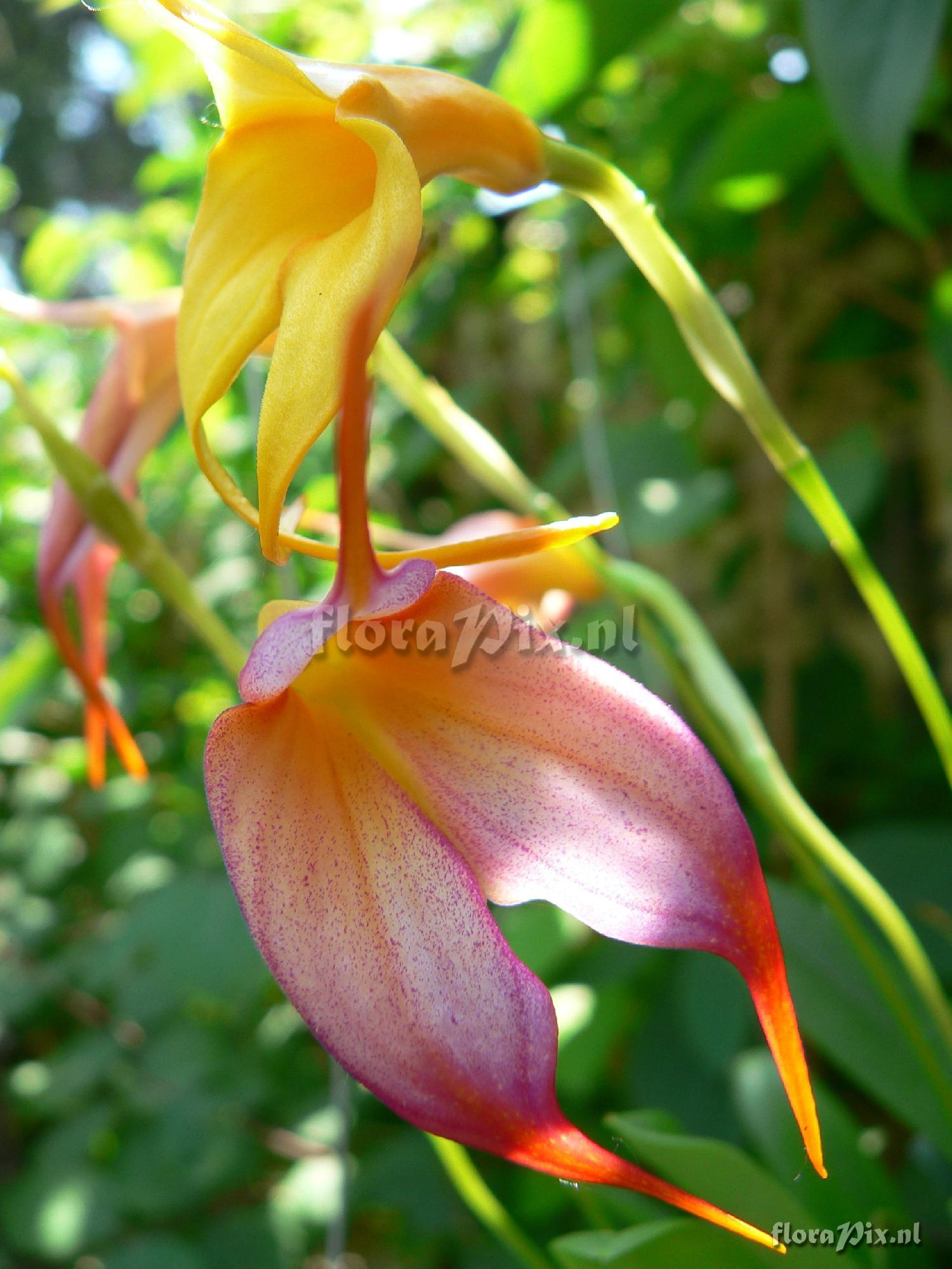 Masdevallia cultivar