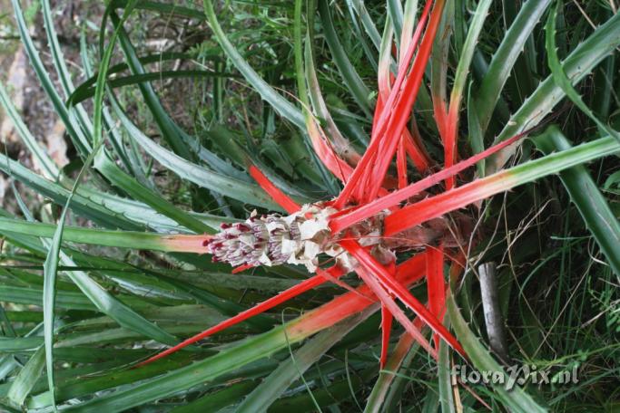 Bromelia ?antiacantha