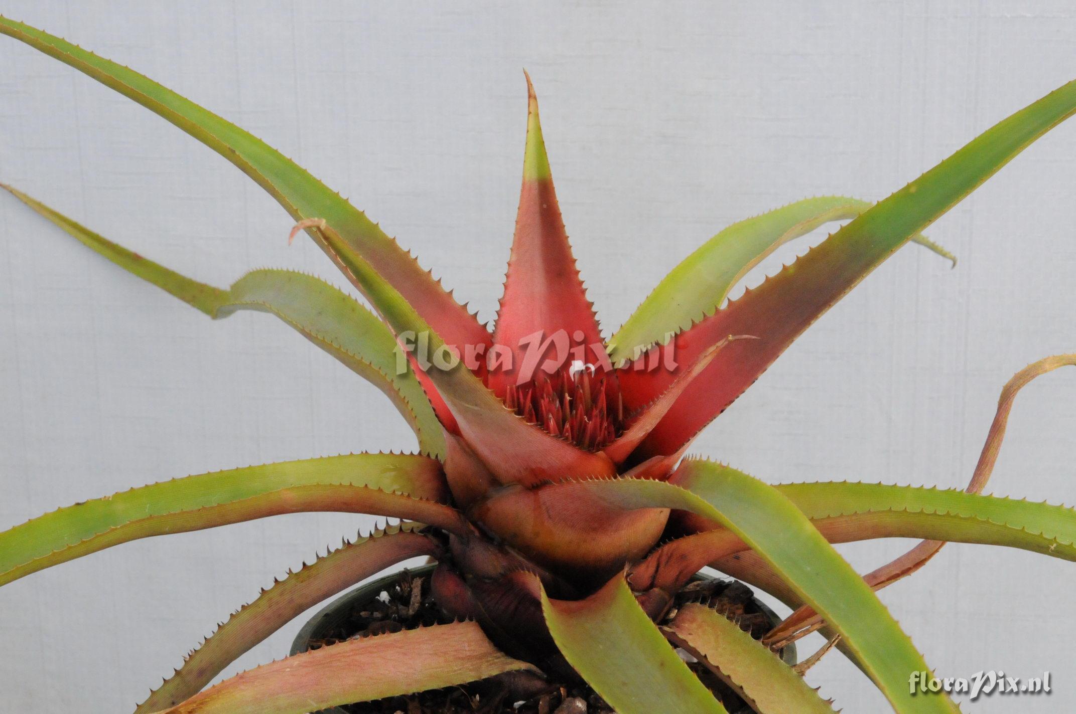 Neoregelia species