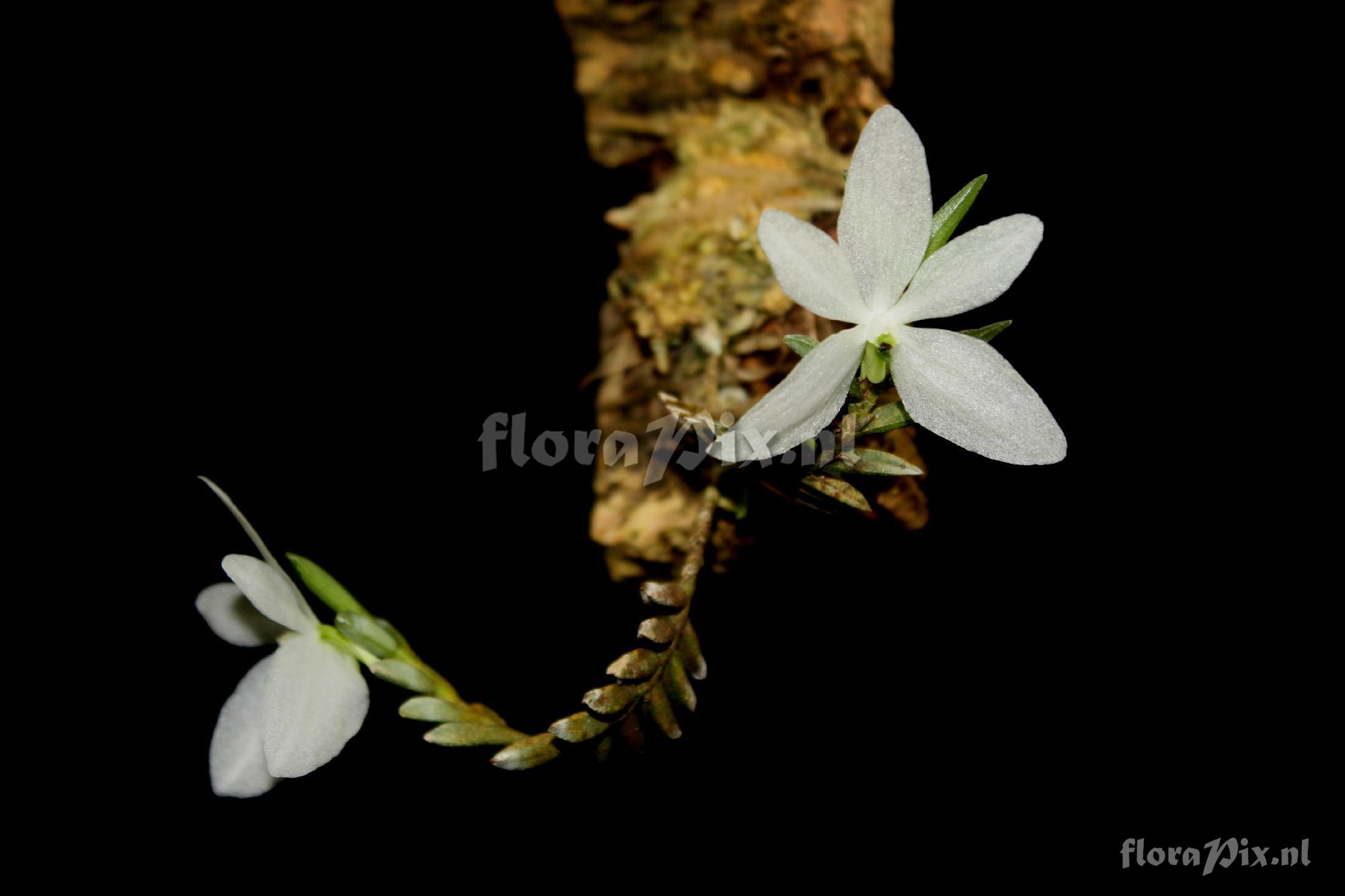 Ceratochilus biglandulosus Blume 1825