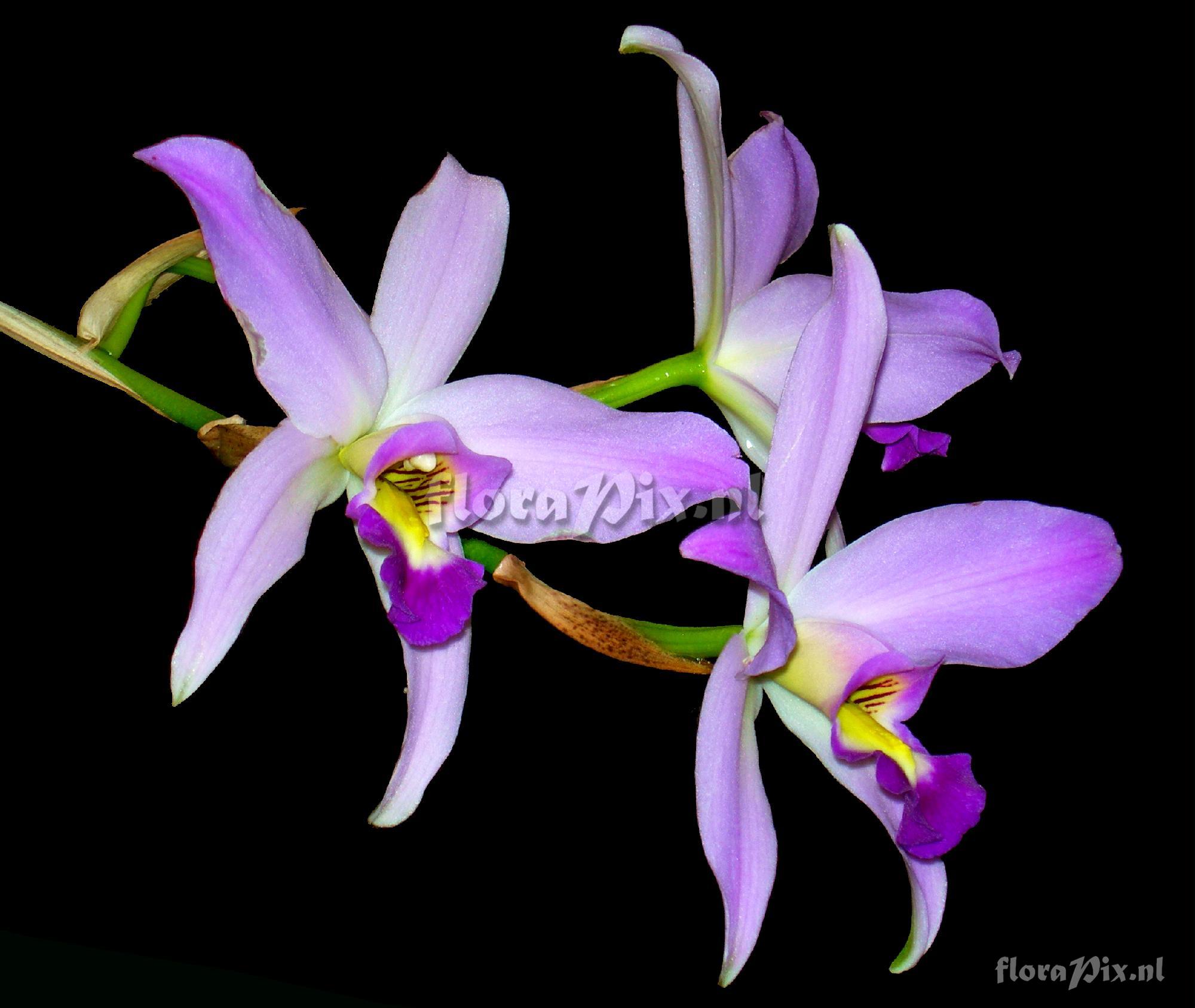 Laelia anceps LINDL.