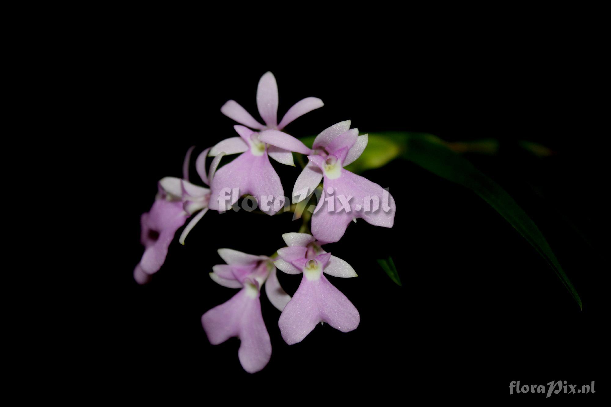 Oerstedella centradenia (RCHB.F.) RCHB.F.