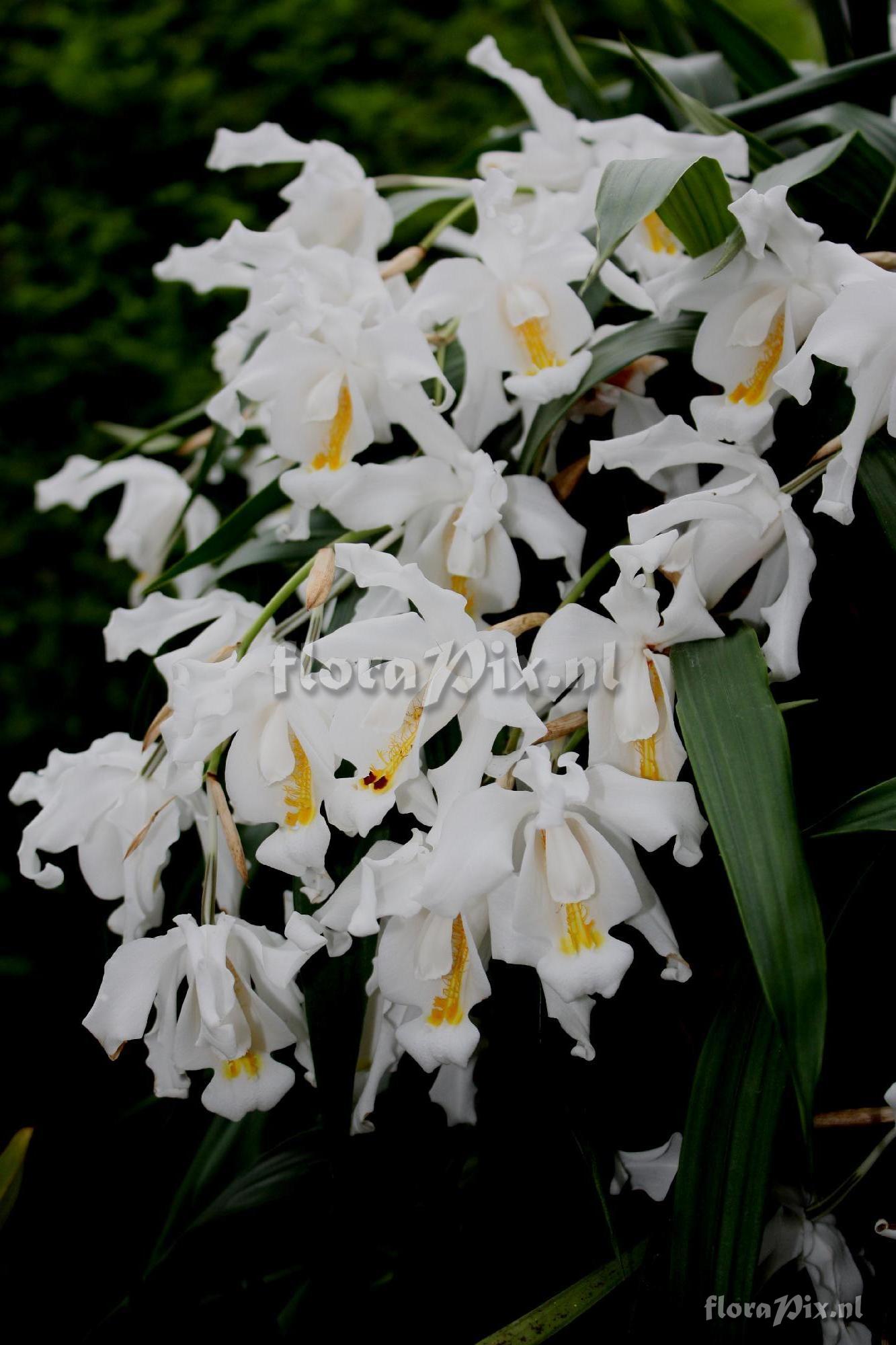 Coelogyne cristata LINDL.