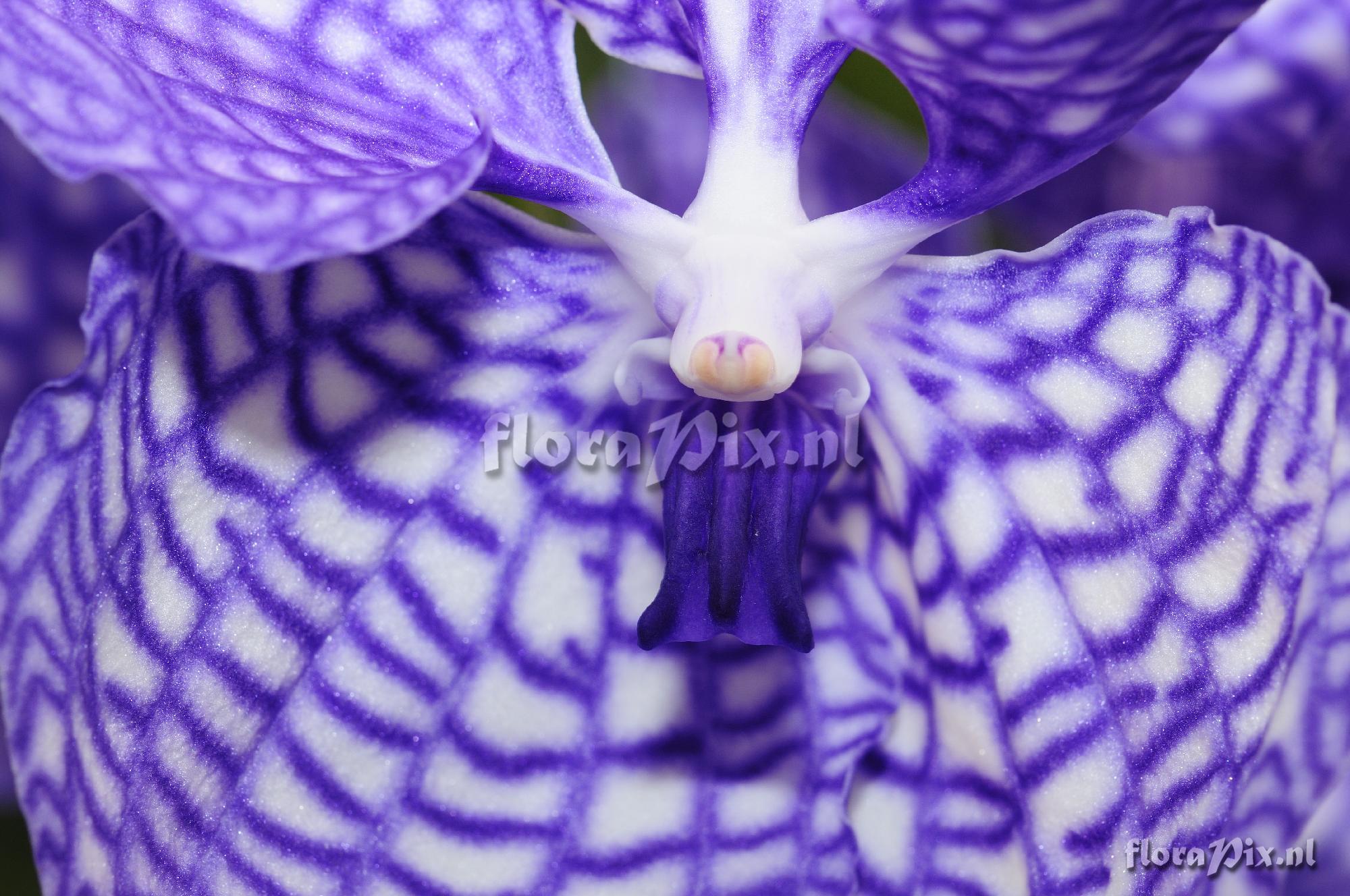 Vanda Hybride