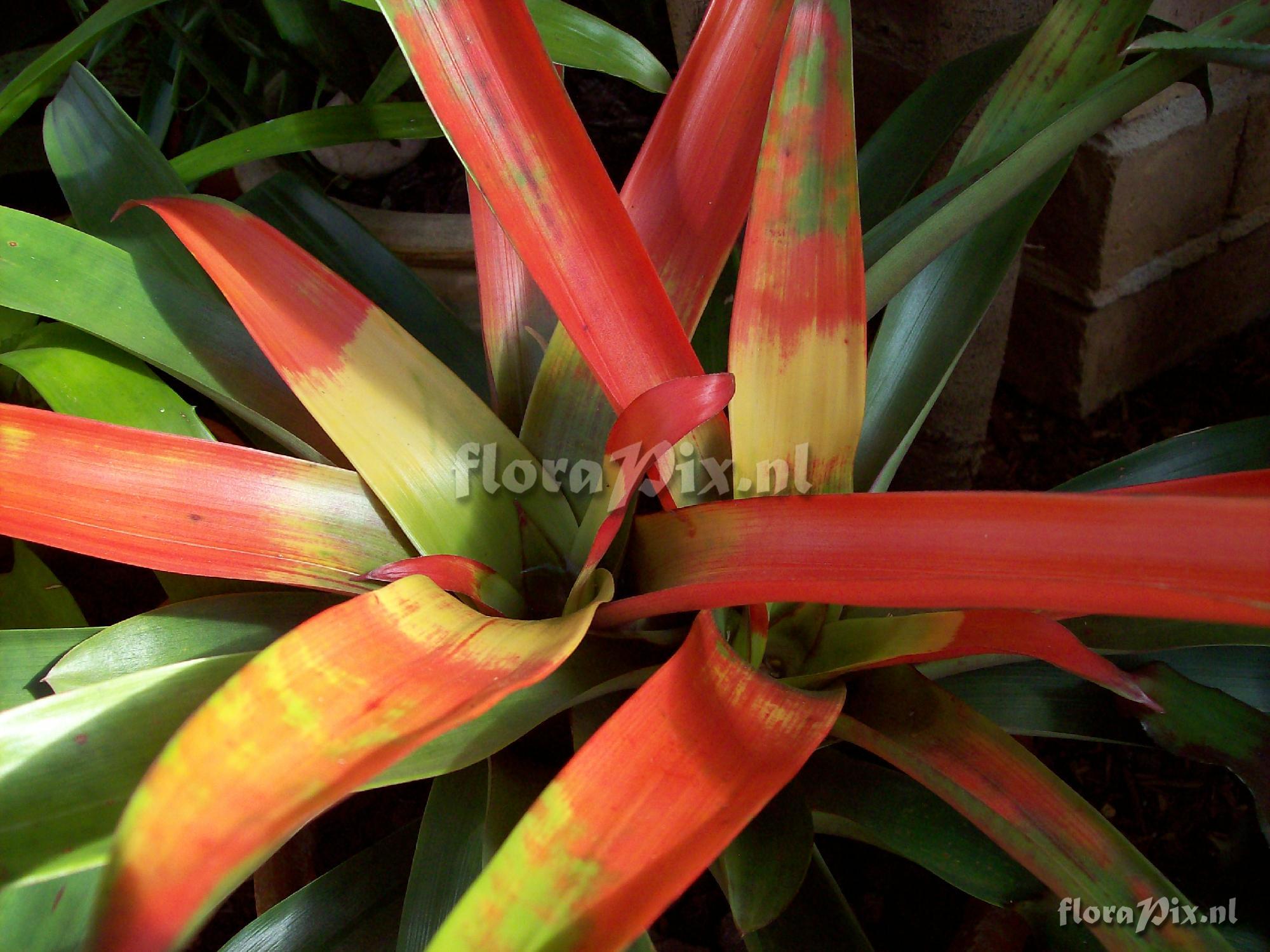 Guzmania sanguinea