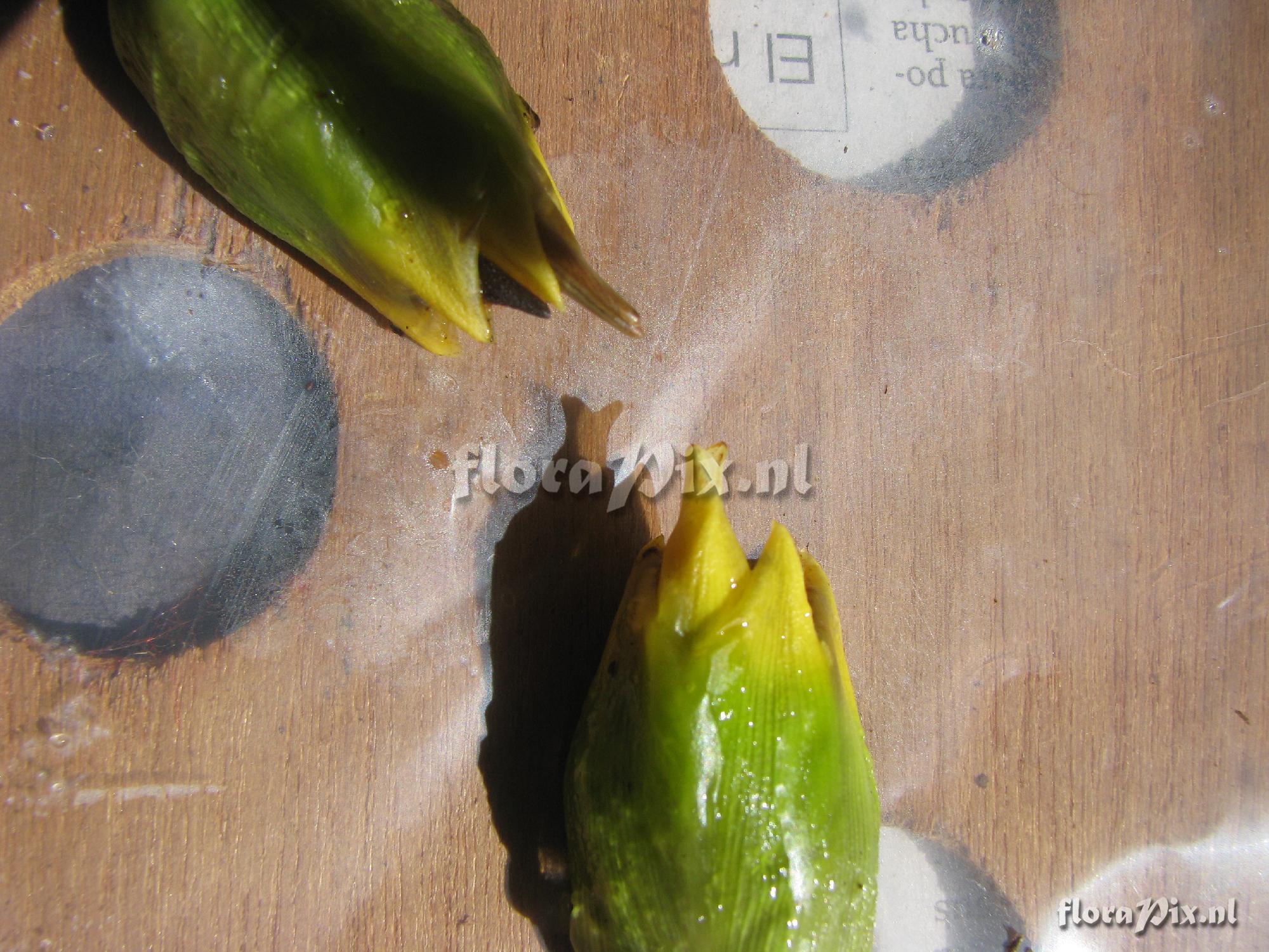 Mezobromelia capituligera