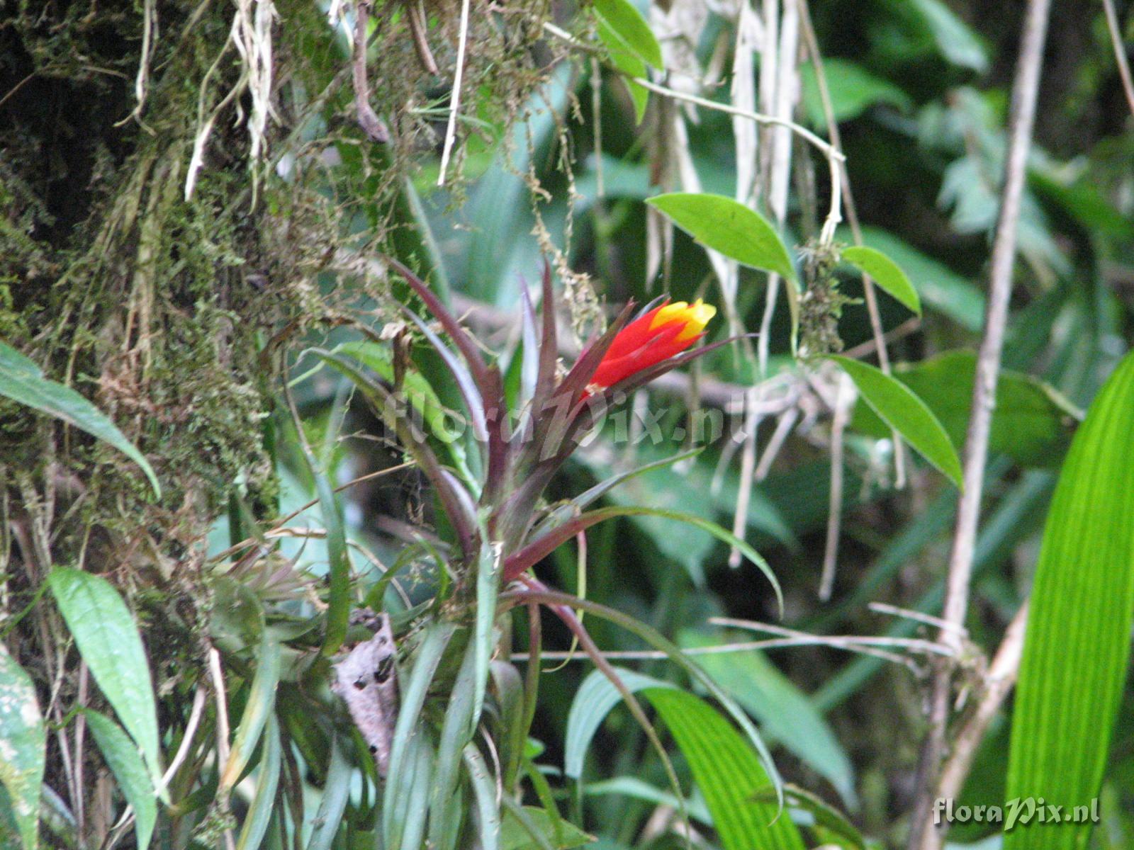 Guzmania angustifolia var. angustifolia