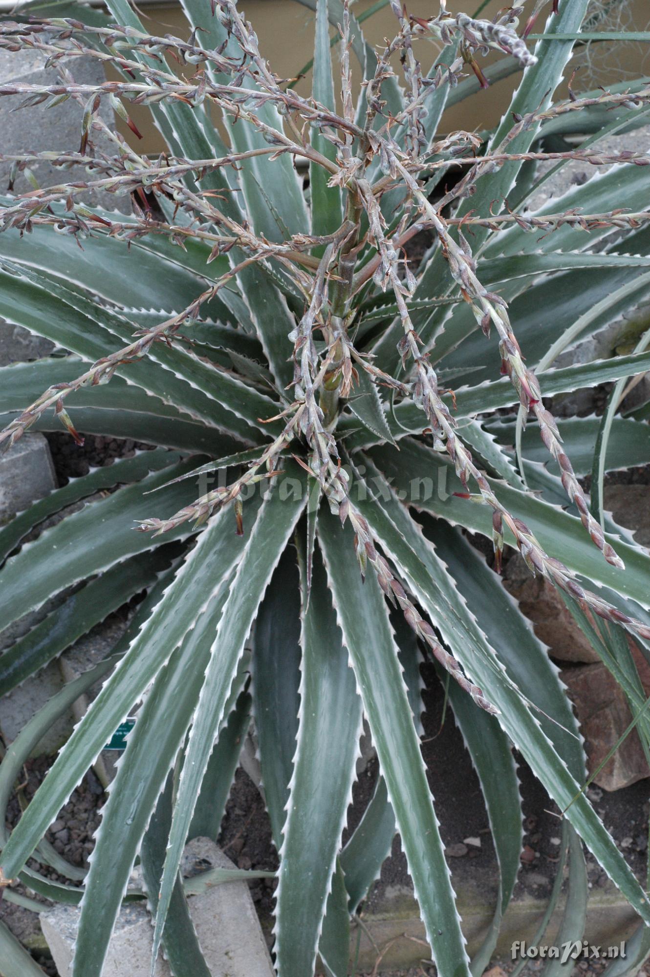 Puya vasquezii