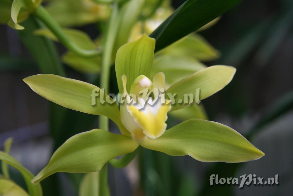 Cymbidium lowianum var. Concolor