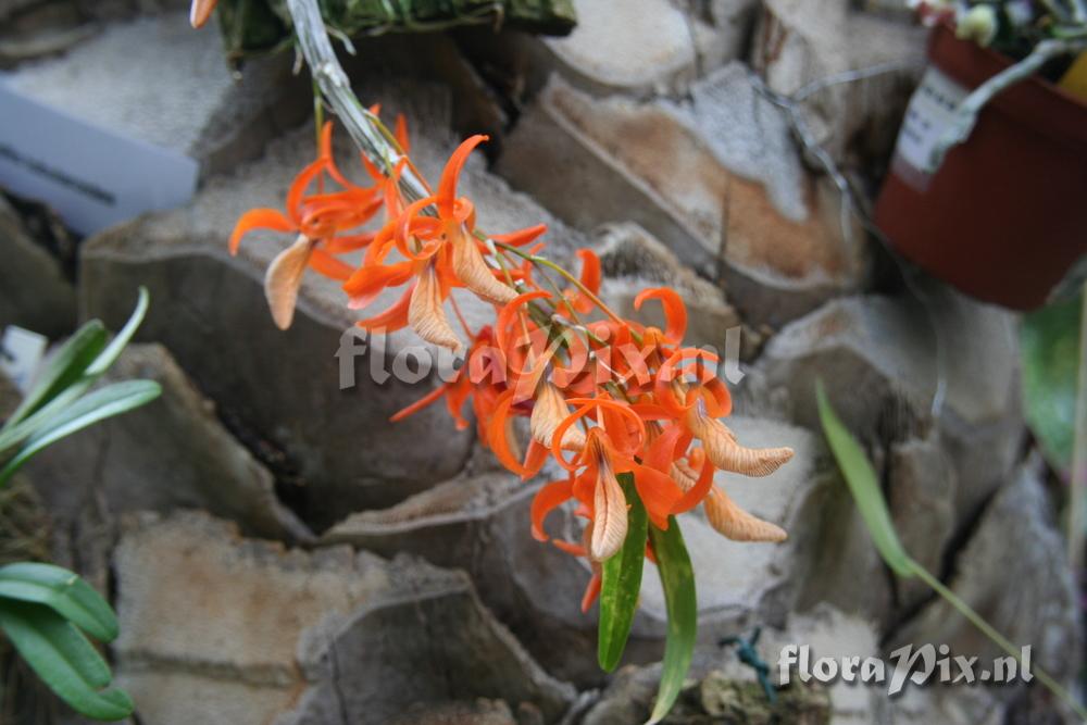 Dendrobium unicum