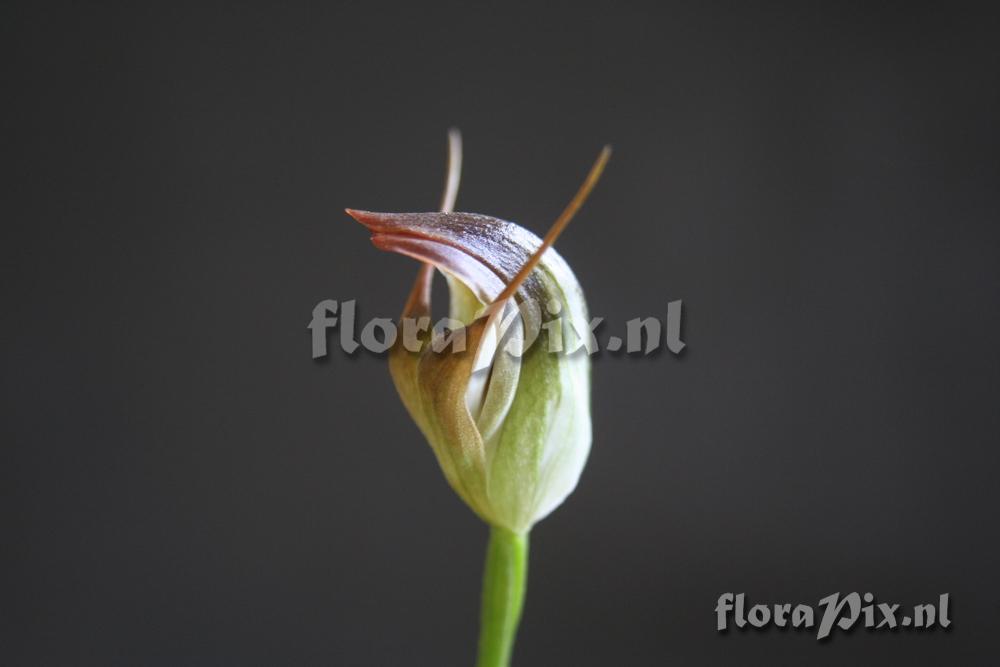 Pterostylis Bantam