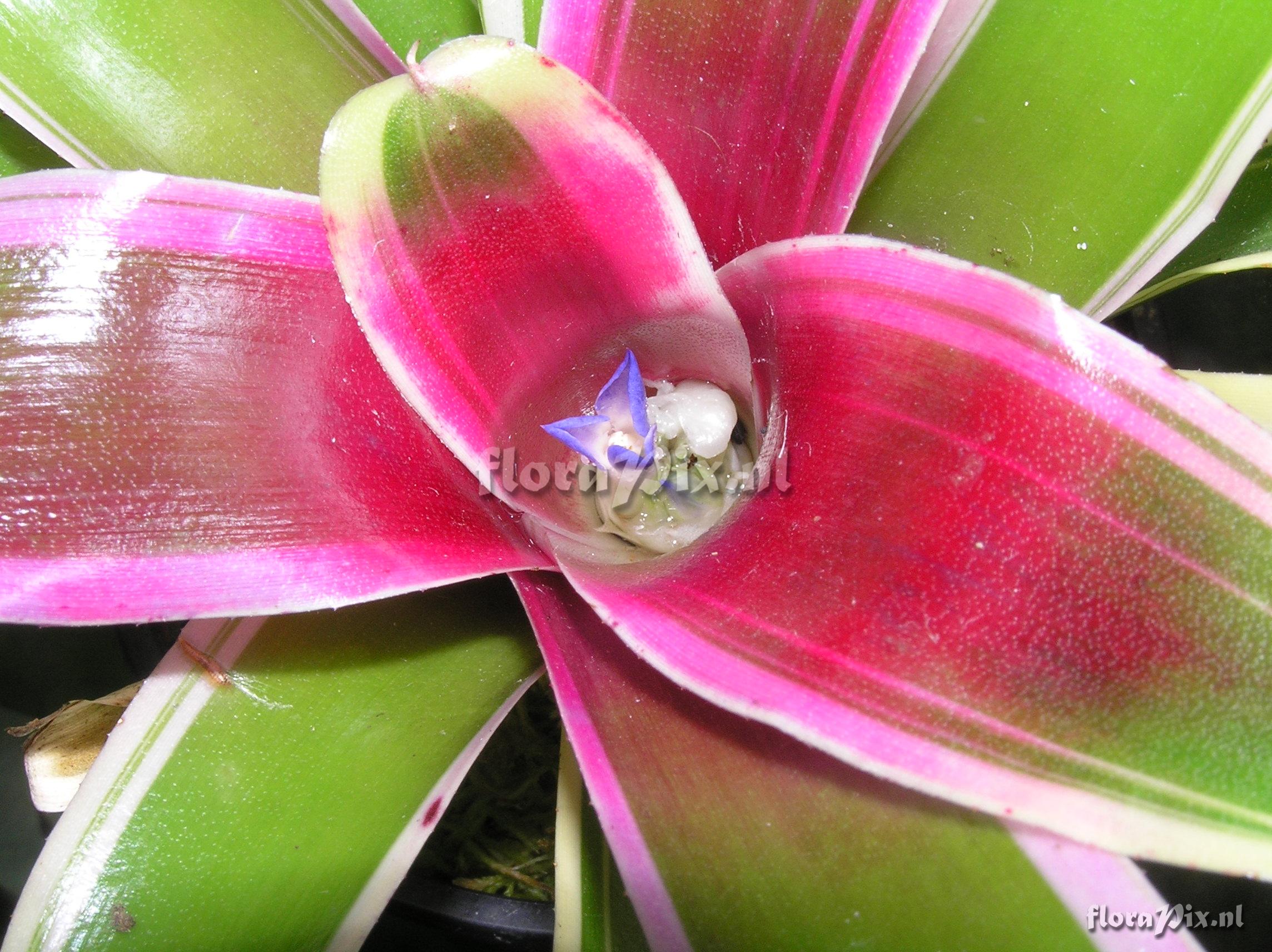 Neoregelia schultesiana 