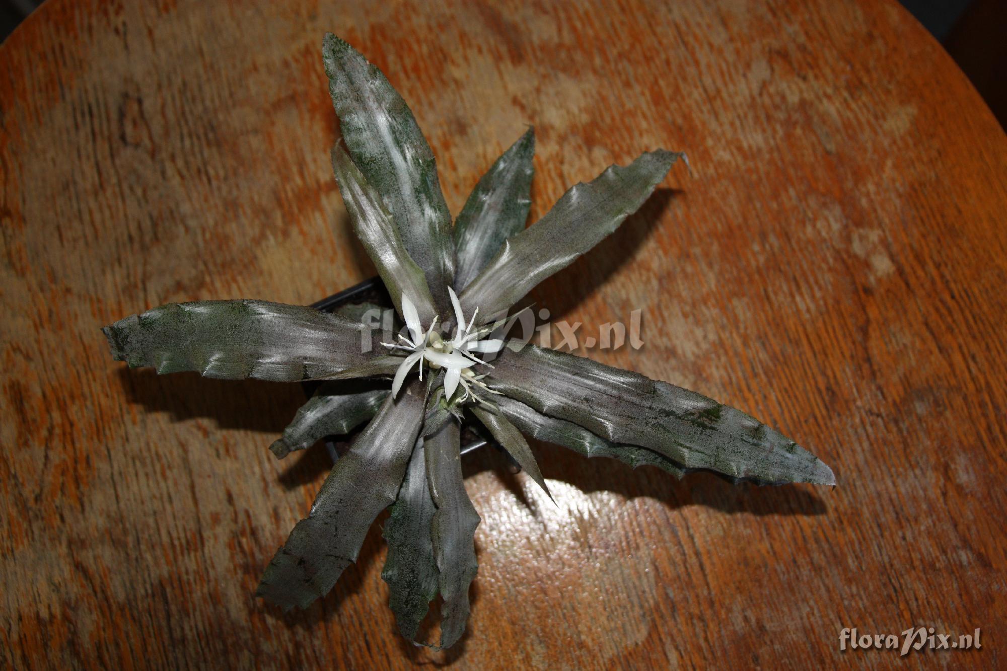 Cryptanthus sp.