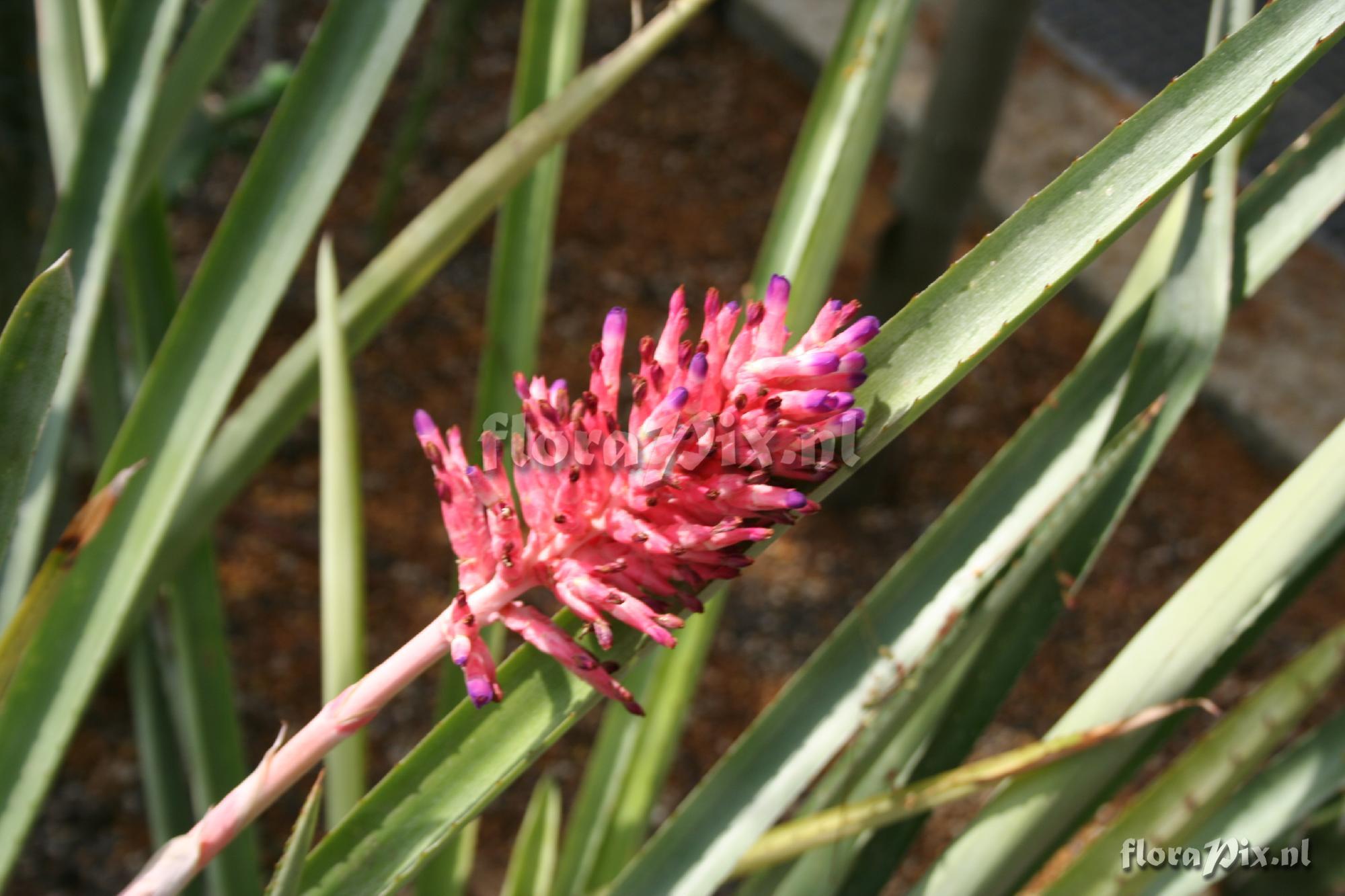 Aechmea distichantha var. distichantha